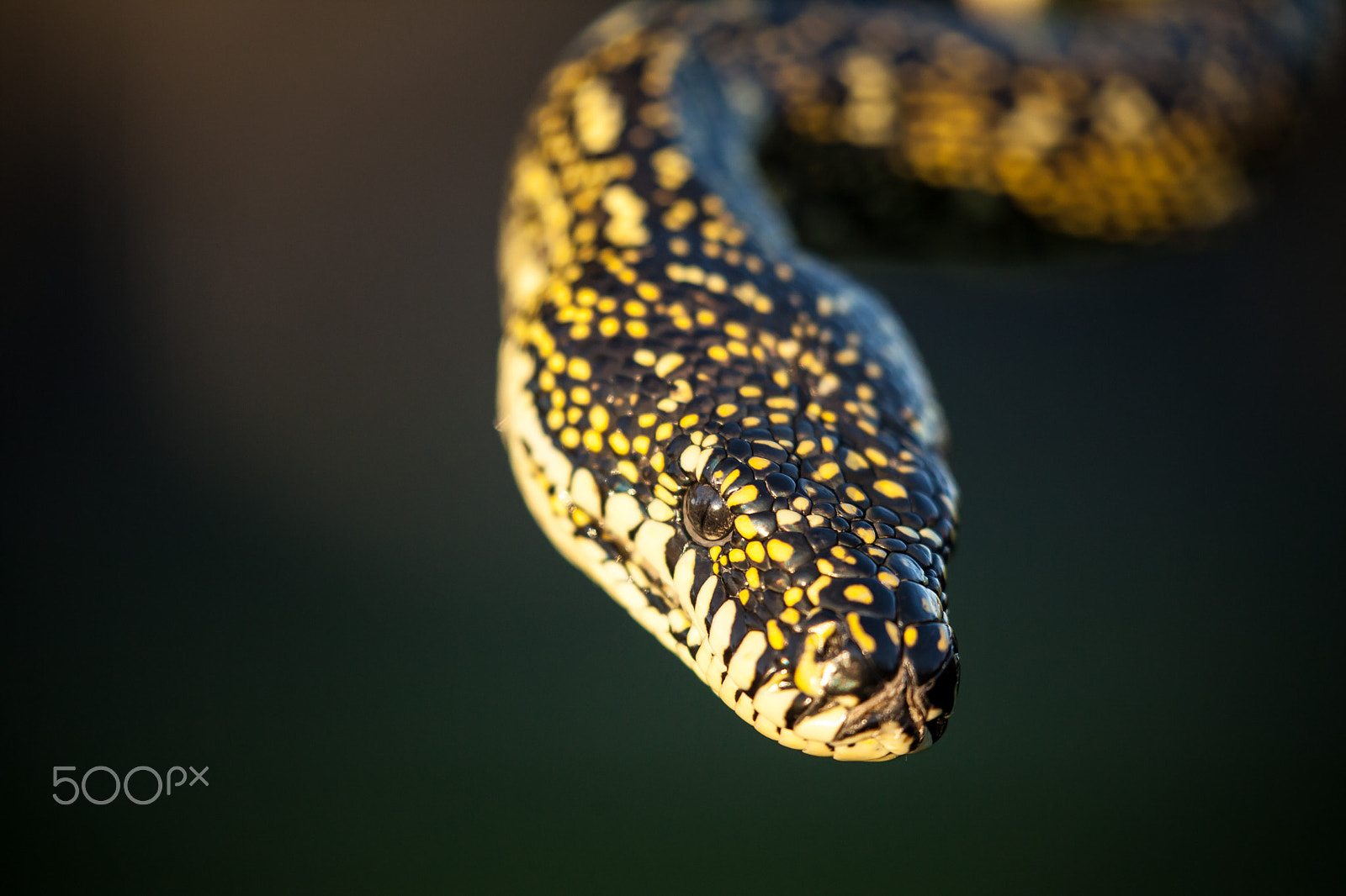 Canon EF 100-400mm F4.5-5.6L IS II USM sample photo. Snake photography