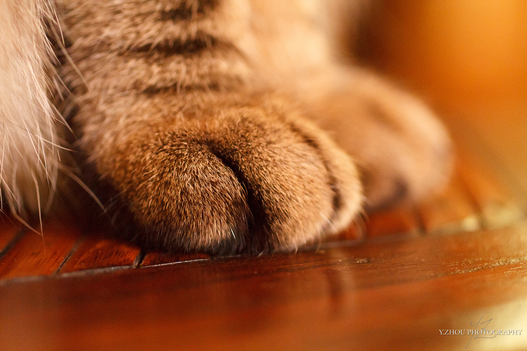 Canon EOS 60D + Sigma 50mm f/2.8 EX sample photo. Paws photography