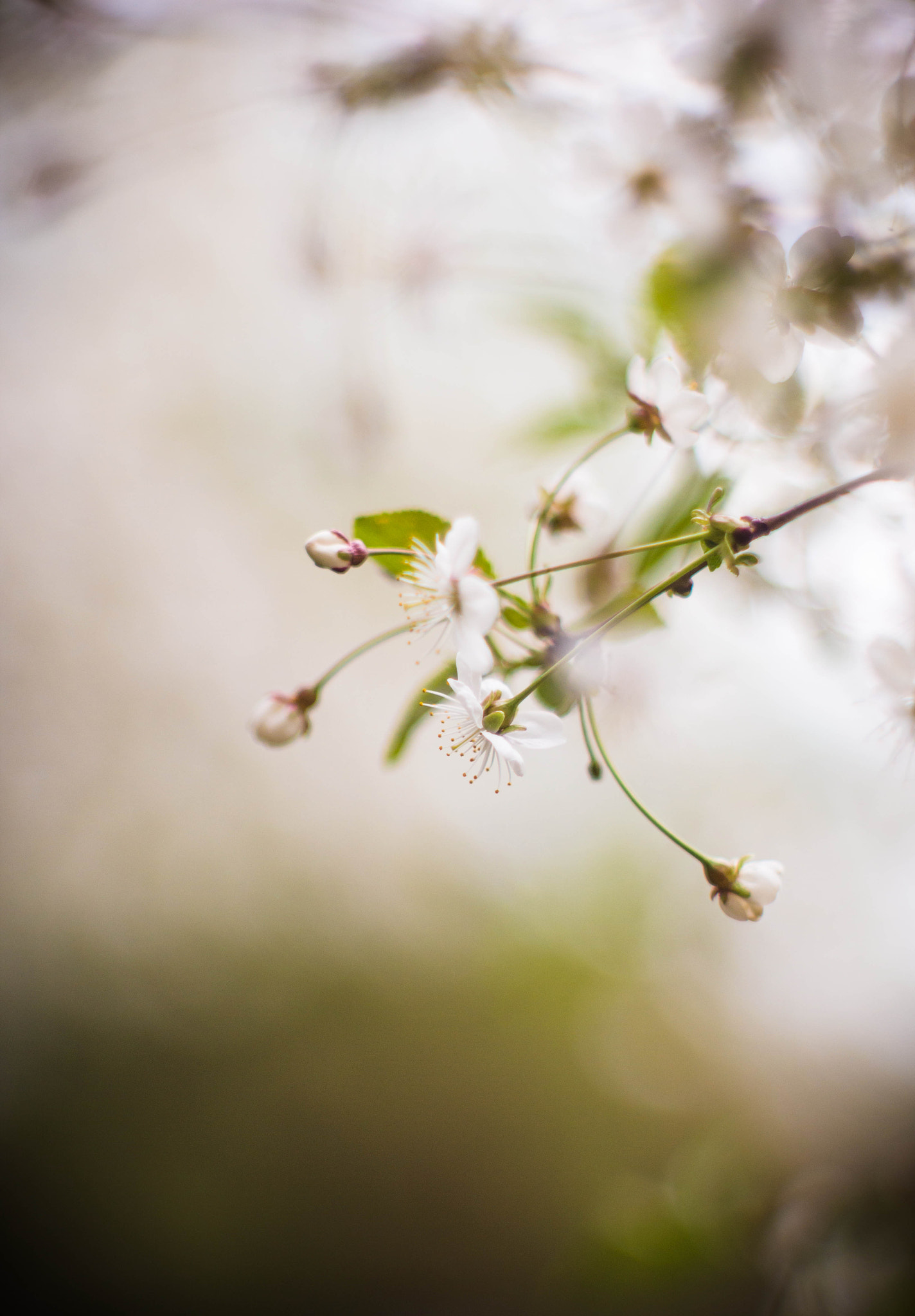 Canon EF 35-80mm f/4-5.6 sample photo. Blossom photography
