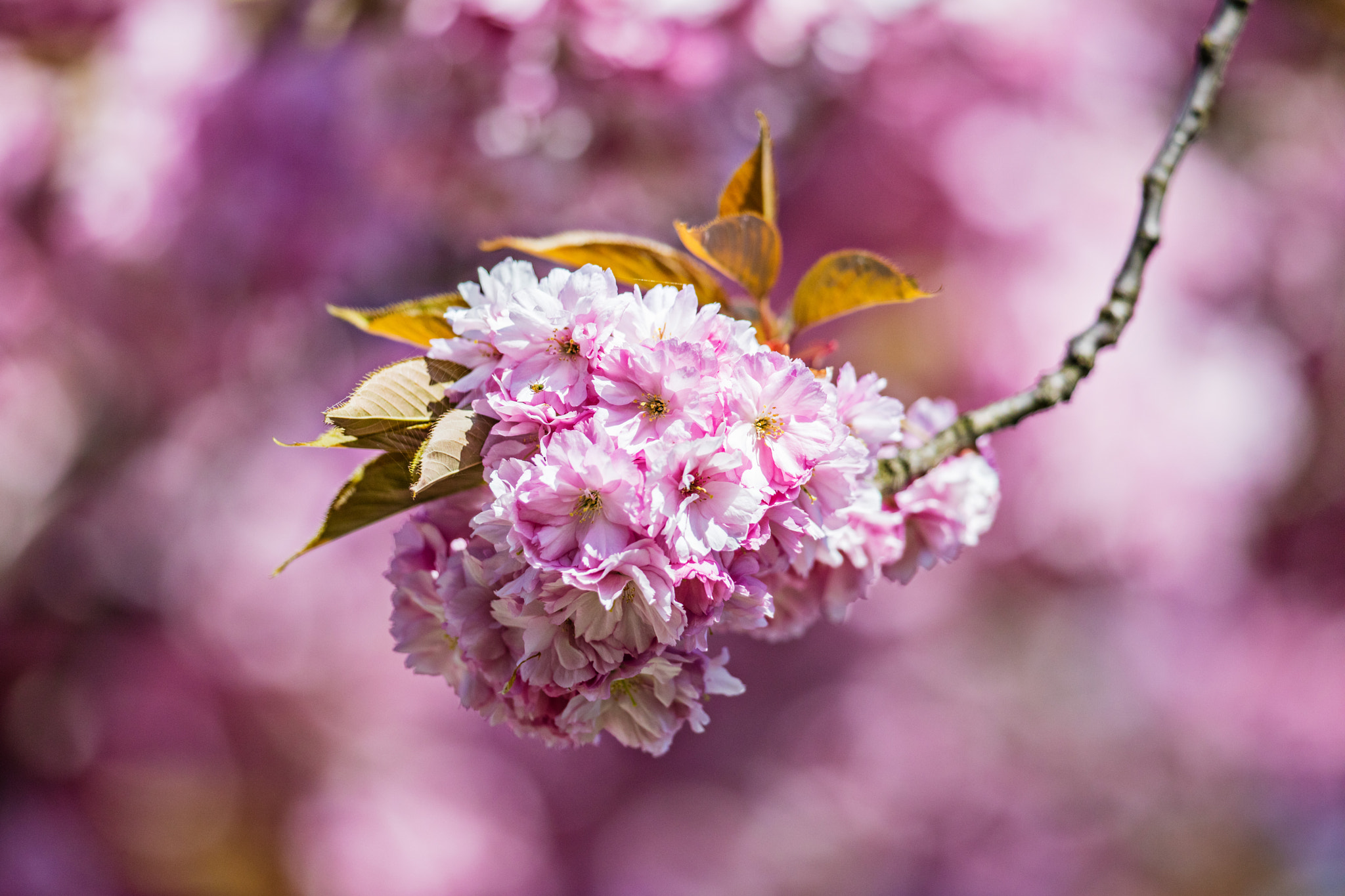 Canon EOS 5DS R + Canon EF 300mm F2.8L IS II USM sample photo. Blossom photography