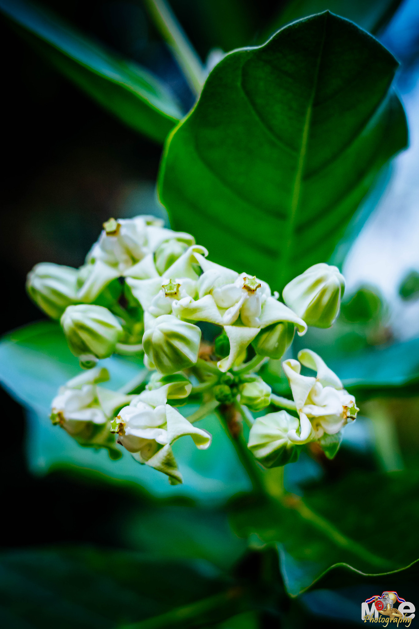 Canon EOS 650D (EOS Rebel T4i / EOS Kiss X6i) + Canon EF 50mm F1.8 II sample photo. Flower in thailand photography