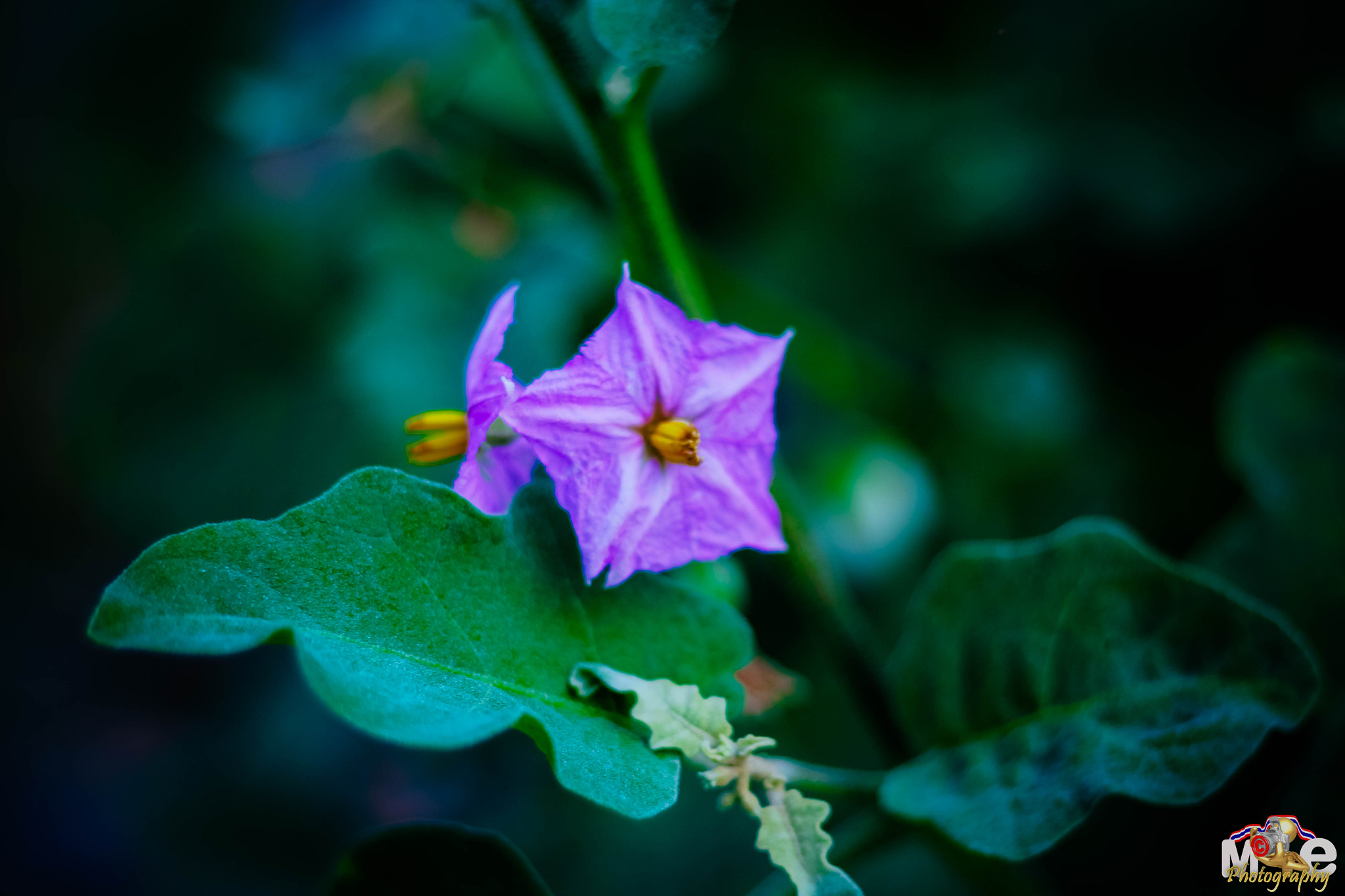 Canon EOS 650D (EOS Rebel T4i / EOS Kiss X6i) + Canon EF 50mm F1.8 II sample photo. Flower in thailand photography