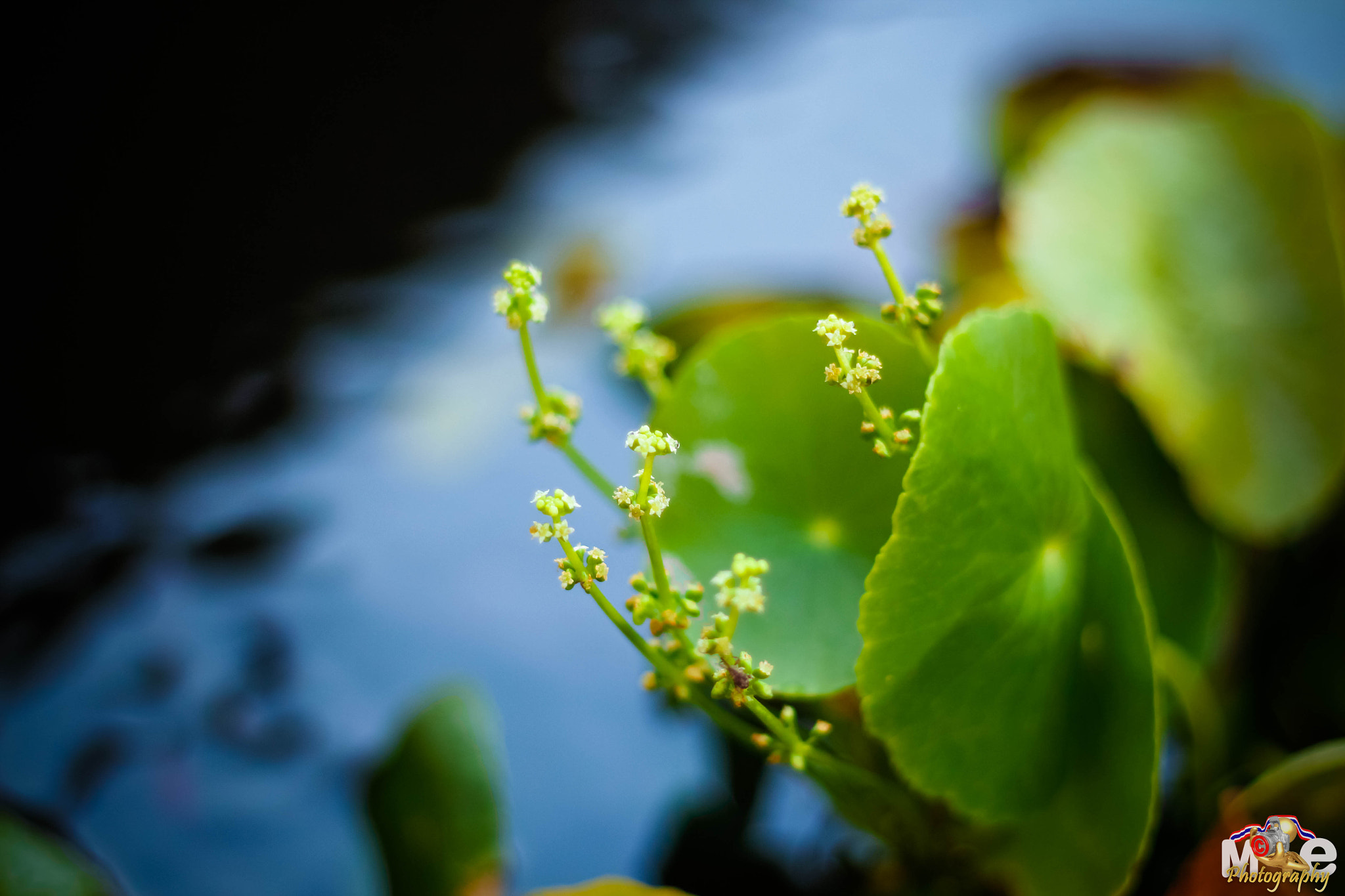 Canon EOS 650D (EOS Rebel T4i / EOS Kiss X6i) + Canon EF 50mm F1.8 II sample photo. Flower in thailand photography