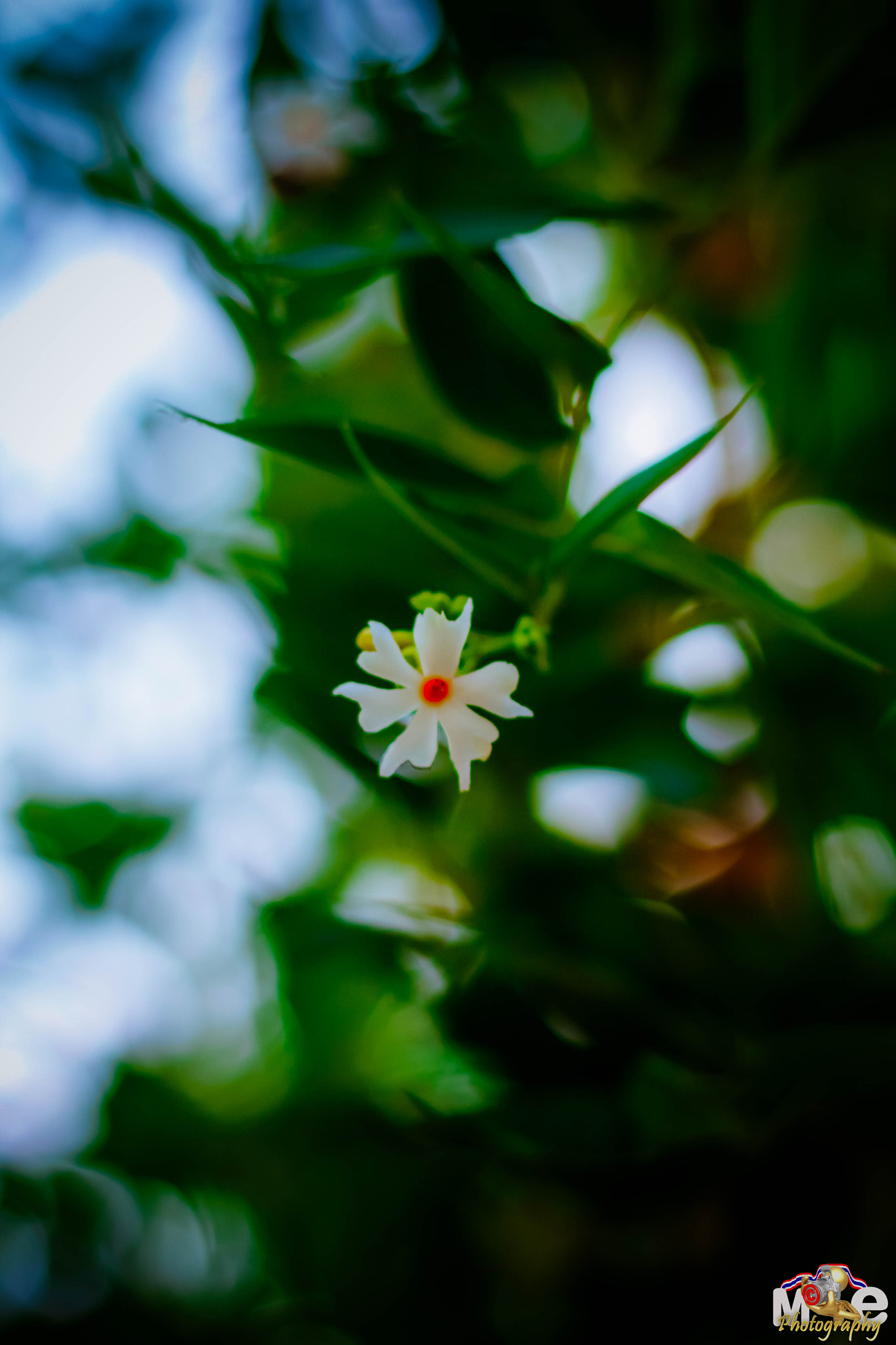 Canon EOS 650D (EOS Rebel T4i / EOS Kiss X6i) + Canon EF 50mm F1.8 II sample photo. Flower in thailand photography