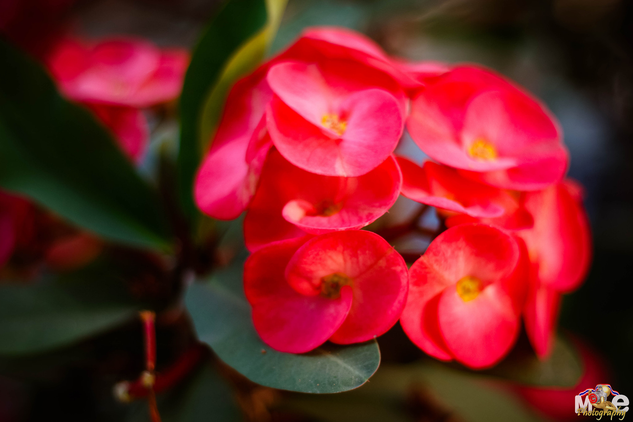 Canon EOS 650D (EOS Rebel T4i / EOS Kiss X6i) + Canon EF 50mm F1.8 II sample photo. Flower in thailand photography