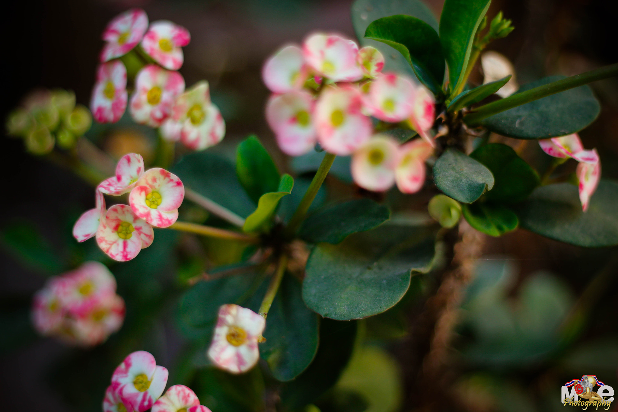 Canon EOS 650D (EOS Rebel T4i / EOS Kiss X6i) + Canon EF 50mm F1.8 II sample photo. Flower in thailand photography