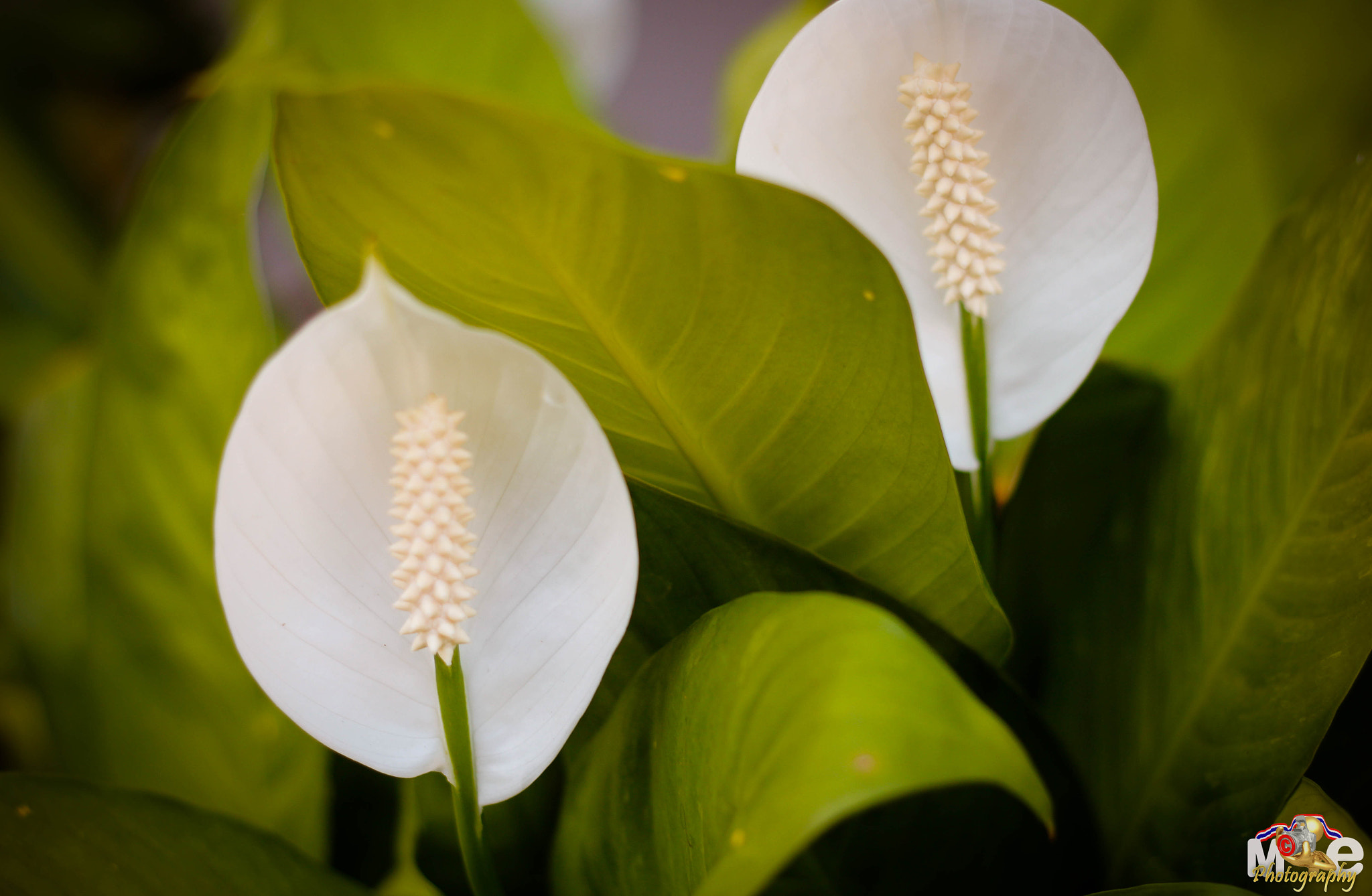 Canon EOS 650D (EOS Rebel T4i / EOS Kiss X6i) + Canon EF 50mm F1.8 II sample photo. Flower in thailand photography