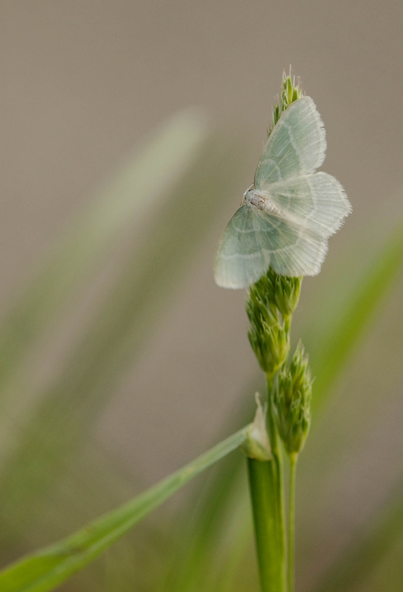 Sony SLT-A57 + 105mm F2.8 sample photo. Parpailhou photography