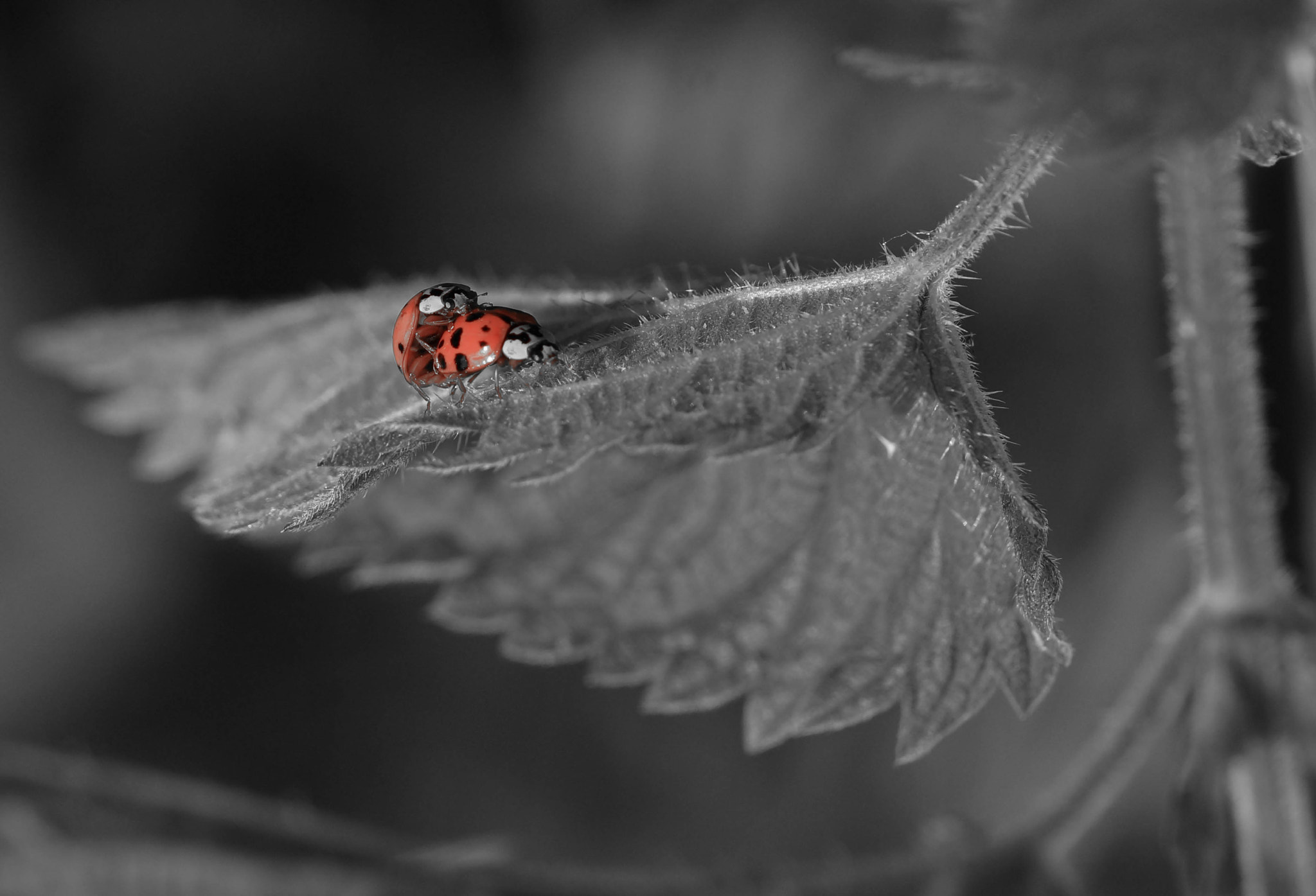 Sony SLT-A57 + 105mm F2.8 sample photo. Red photography