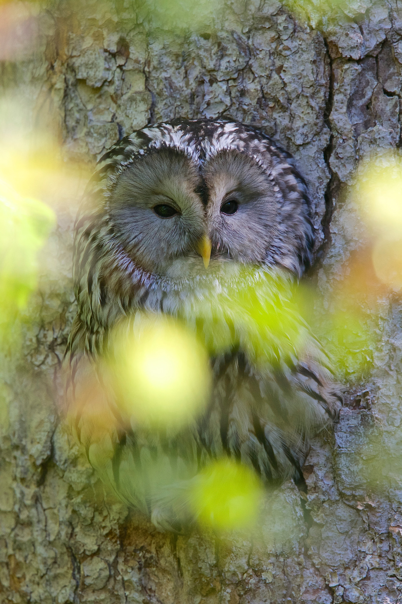 Canon EF 500mm F4L IS II USM sample photo. Habichtskauz photography