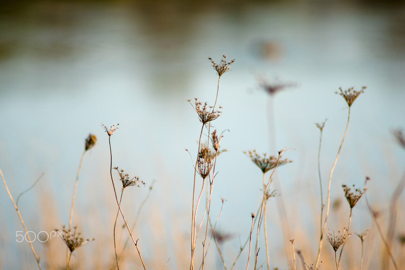 Minolta AF 100-300mm F4.5-5.6 sample photo. Spring sprouting photography