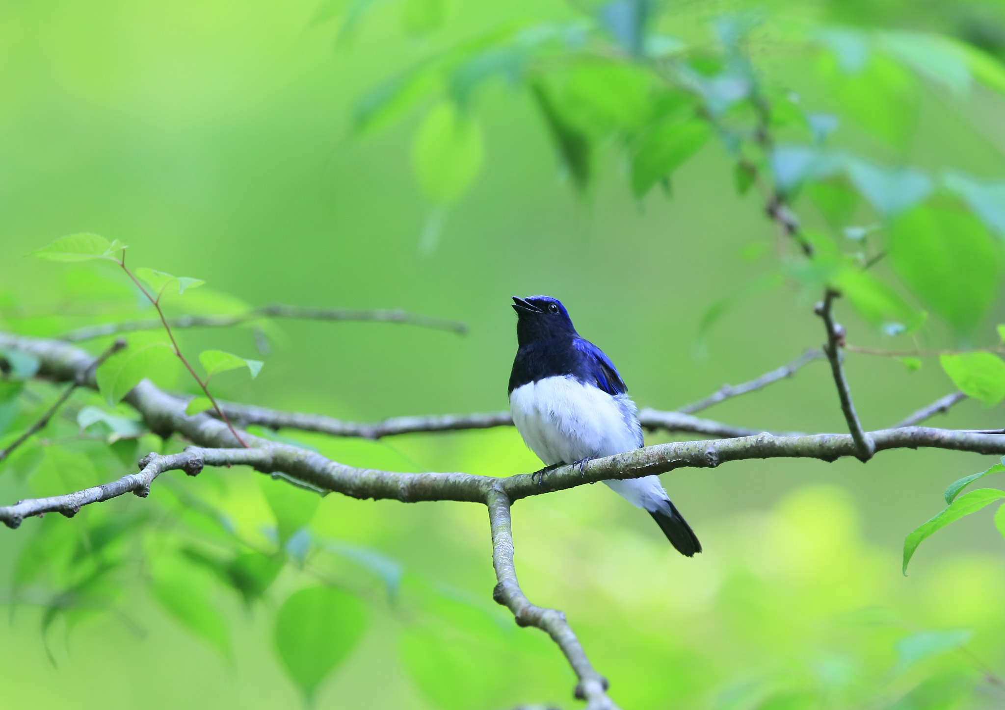 Canon EF 400mm F2.8L IS II USM sample photo. オオルリ    囀り− photography