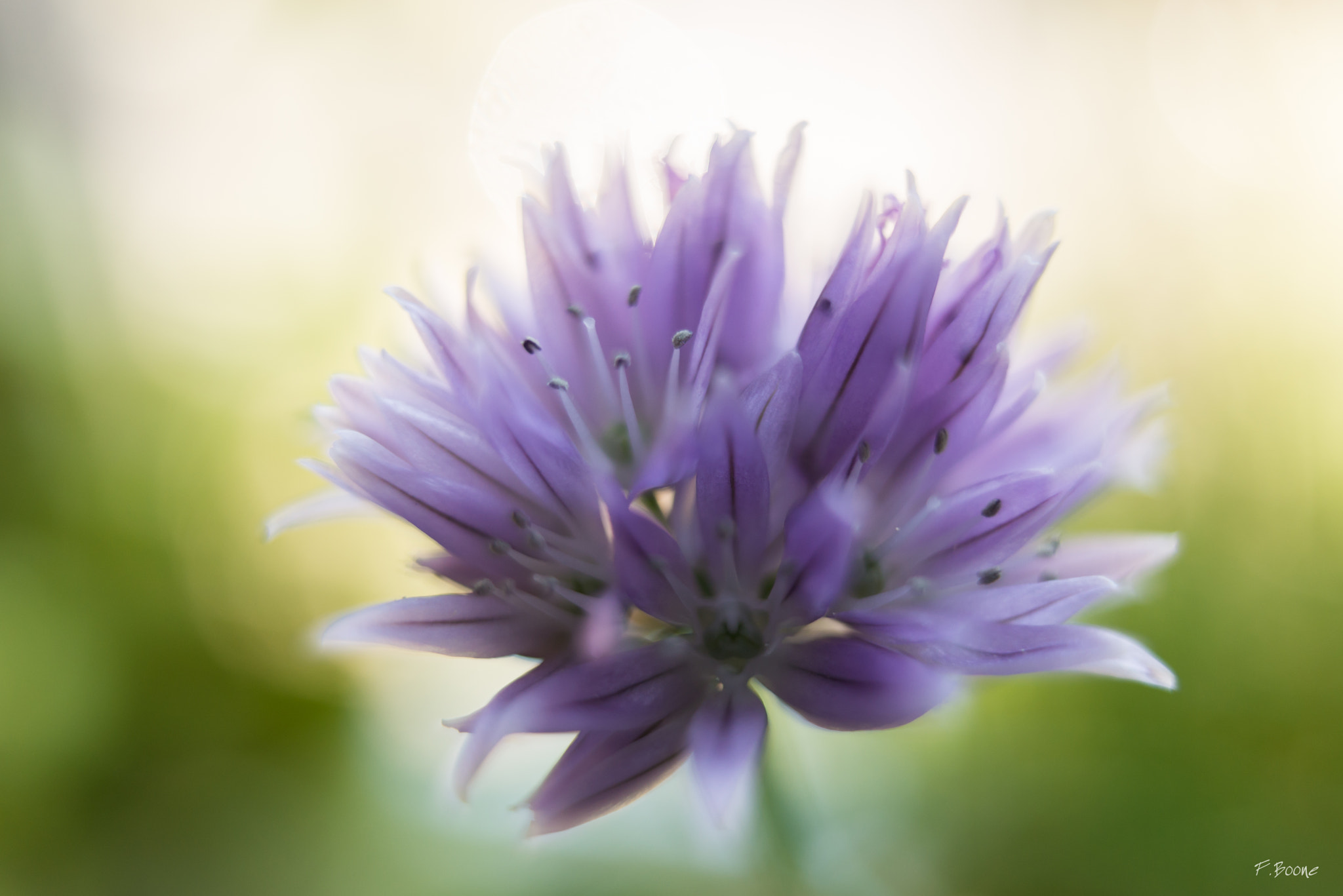 Nikon D610 + AF Nikkor 24mm f/2.8 sample photo. Sweet flower photography