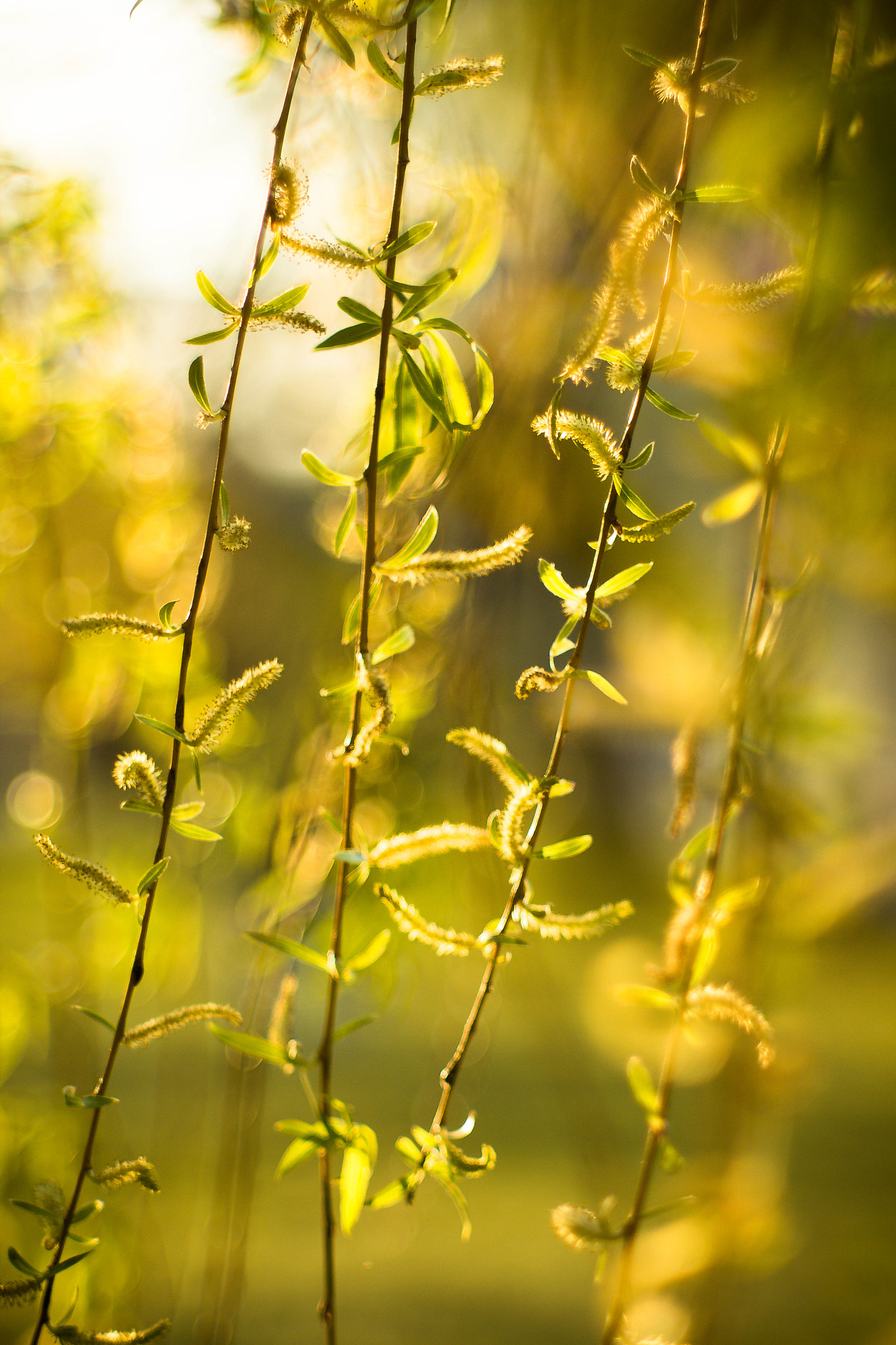 Canon EF 35-80mm f/4-5.6 sample photo. Willow photography