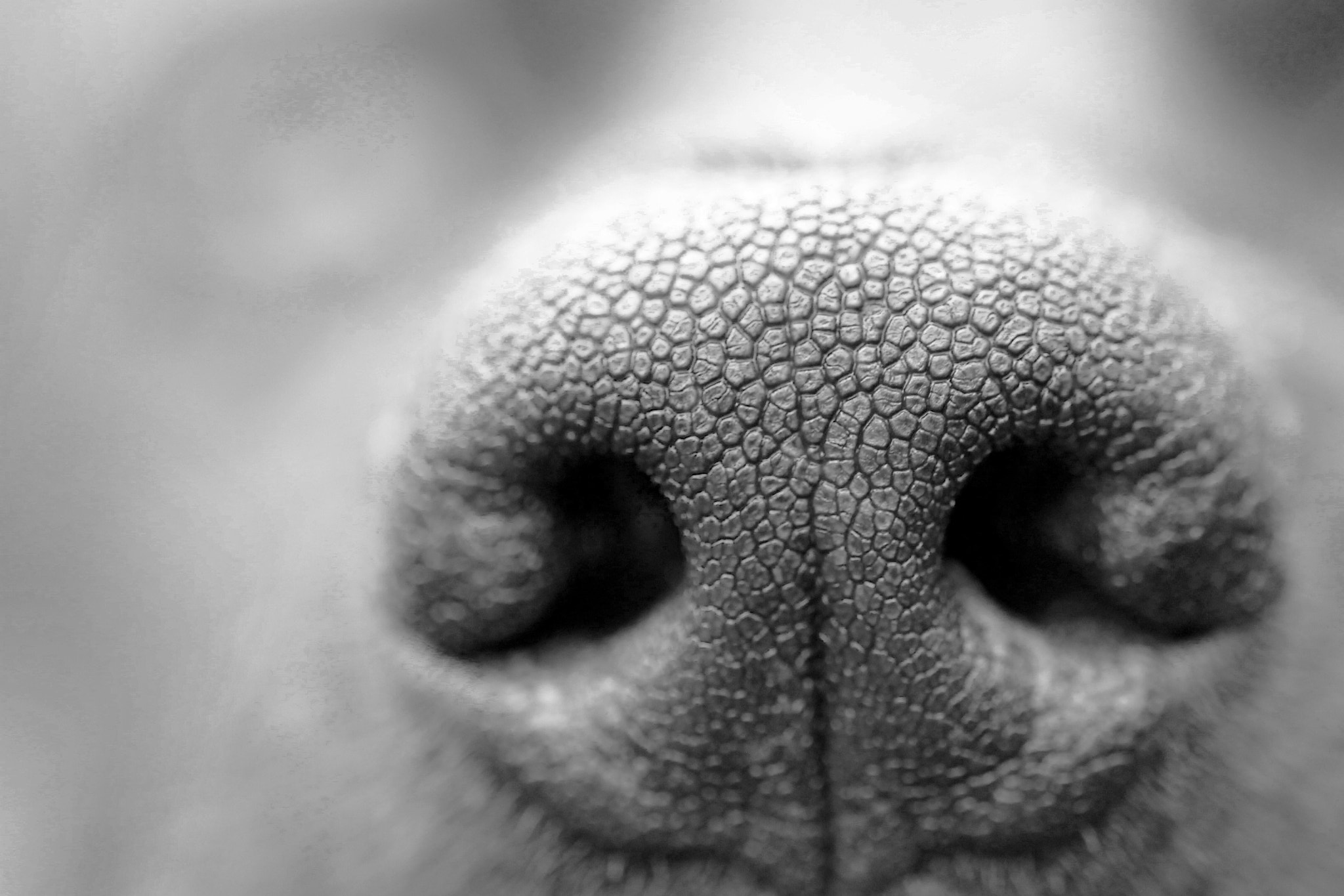 Sigma 105mm F2.8 EX DG OS HSM sample photo. Dogs nose photography