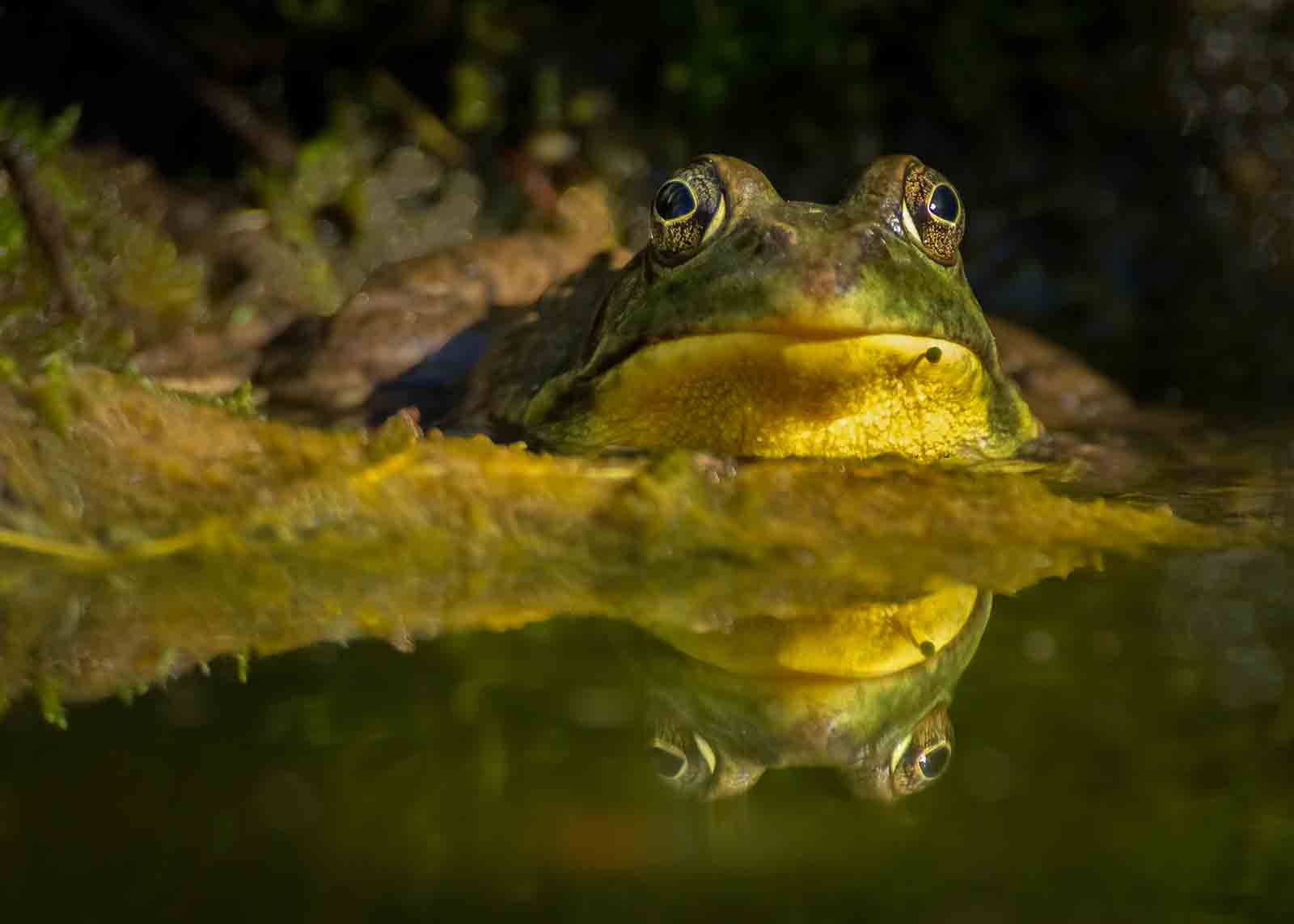 Sony Alpha DSLR-A500 sample photo. Frog and reflection photography