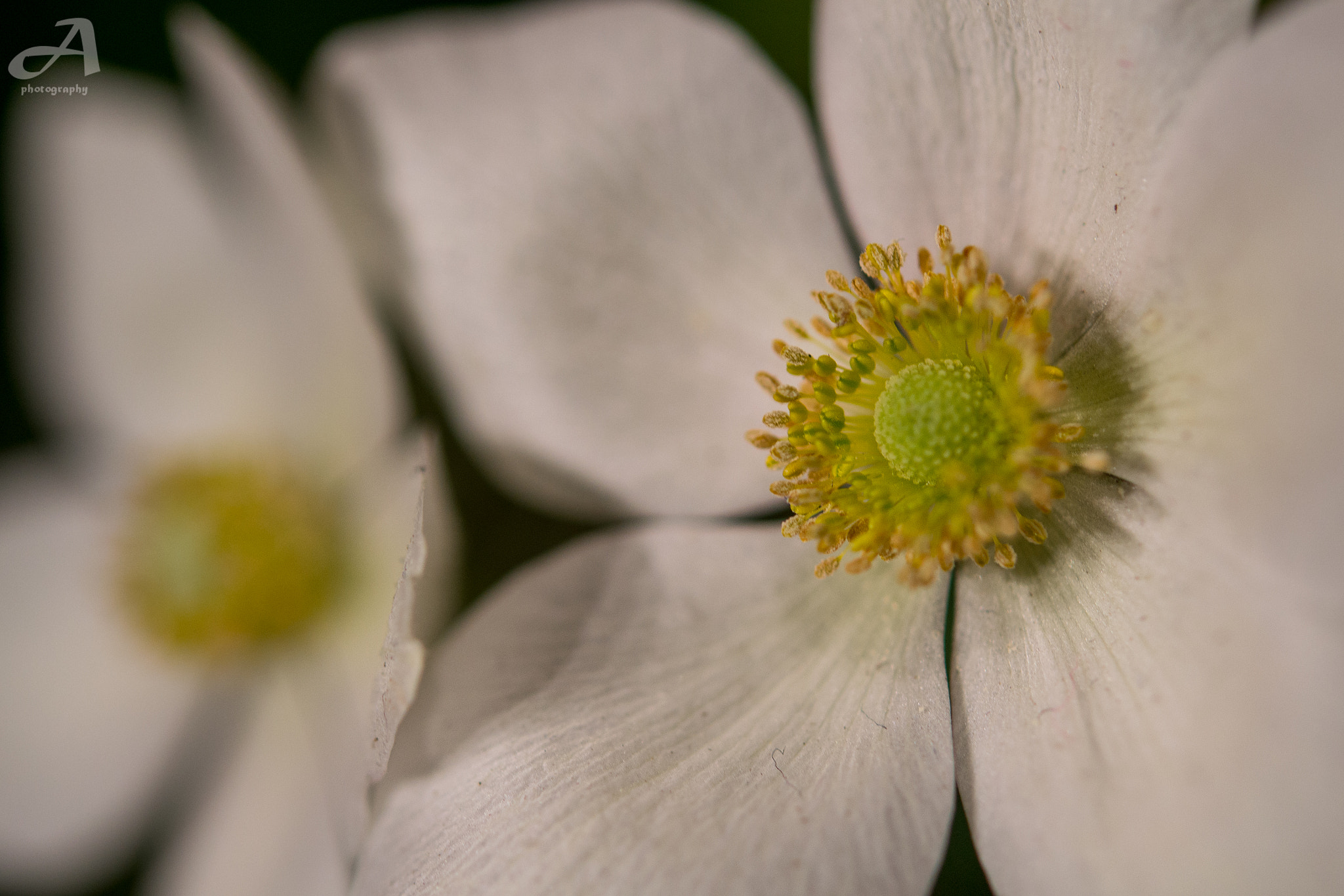 Nikon AF-S Micro-Nikkor 60mm F2.8G ED sample photo. Two. photography