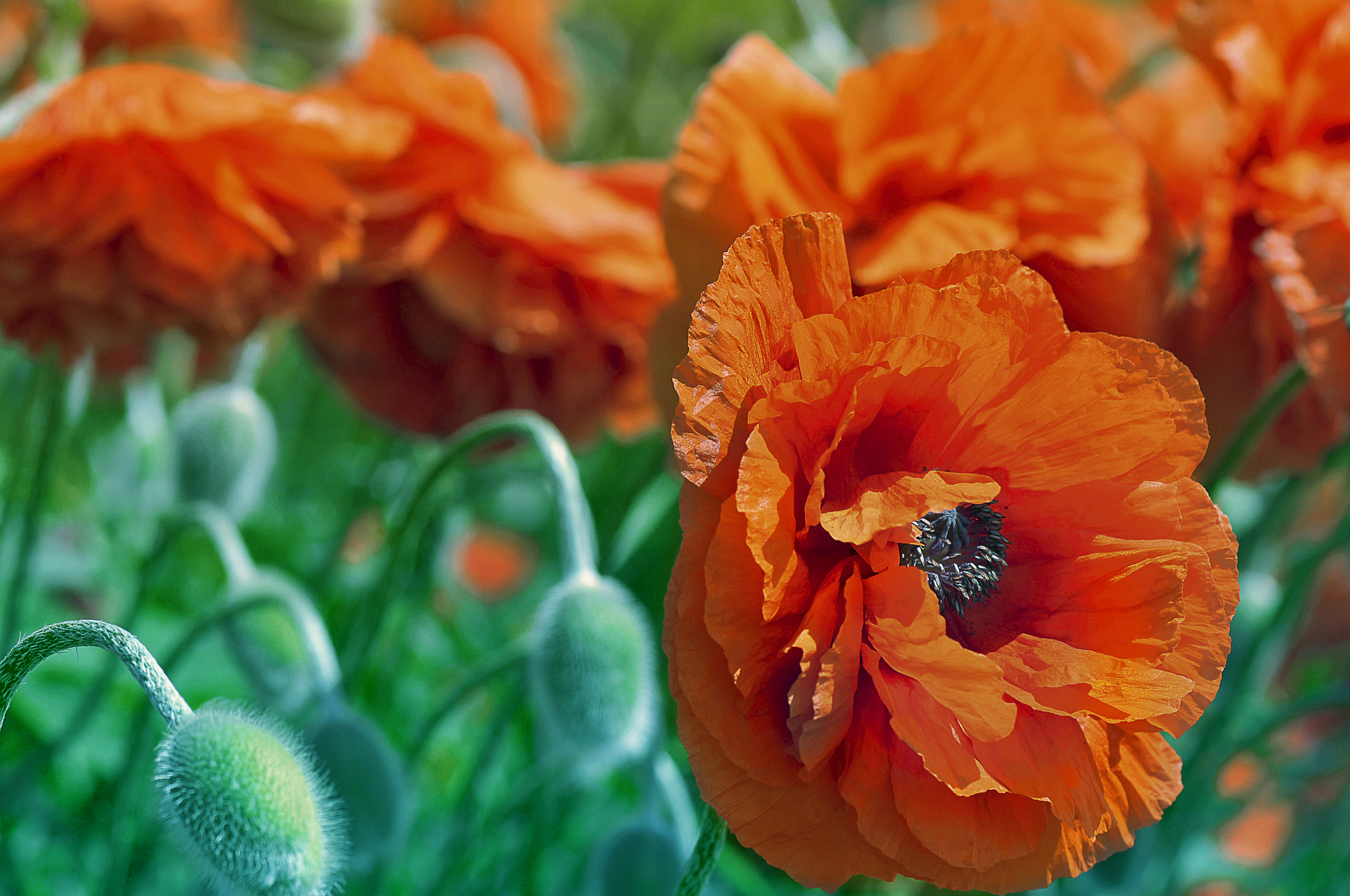 Nikon D300 + AF Micro-Nikkor 105mm f/2.8 sample photo. Красные маки photography