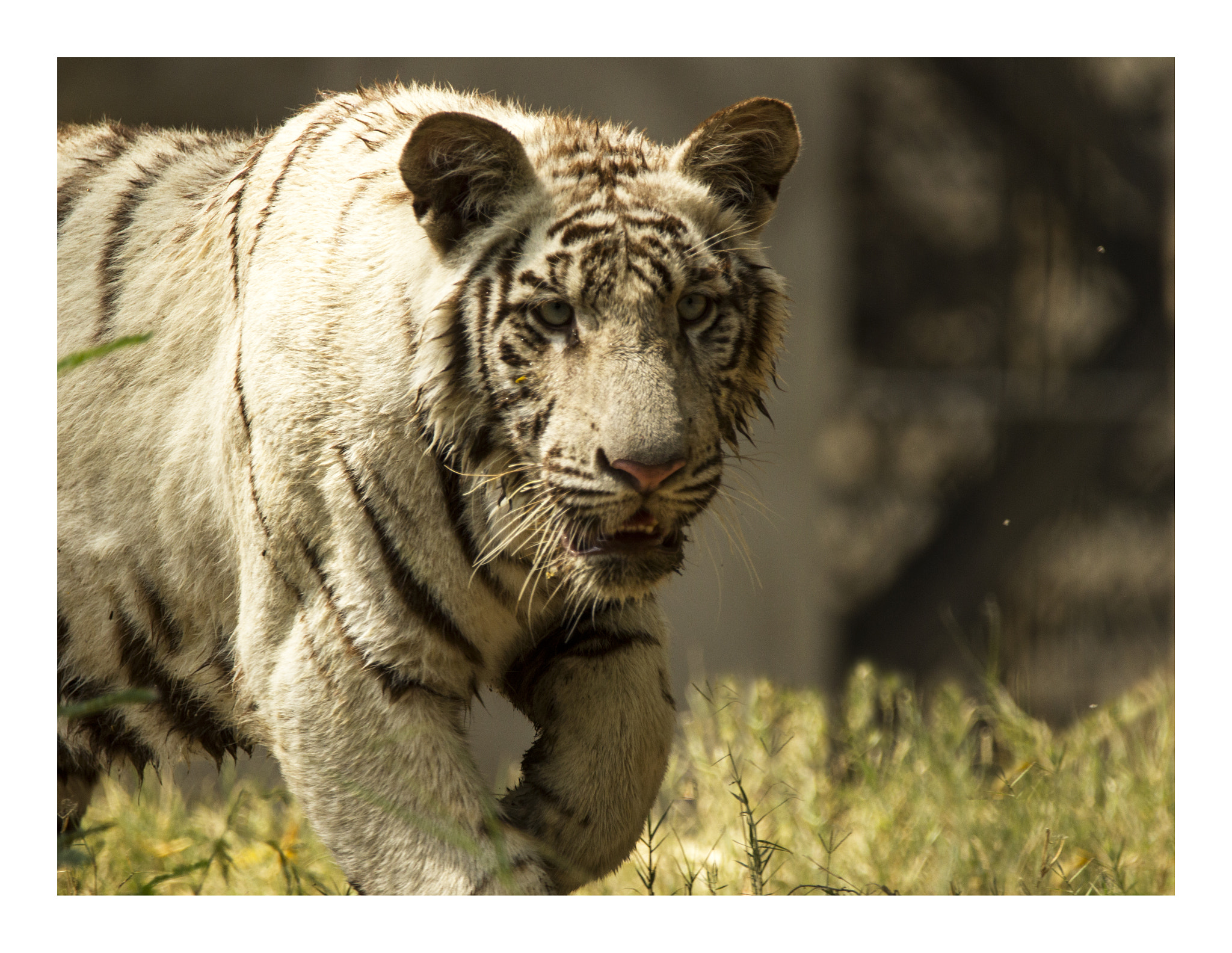 Sigma 150-600mm F5-6.3 DG OS HSM | C sample photo. White king... photography