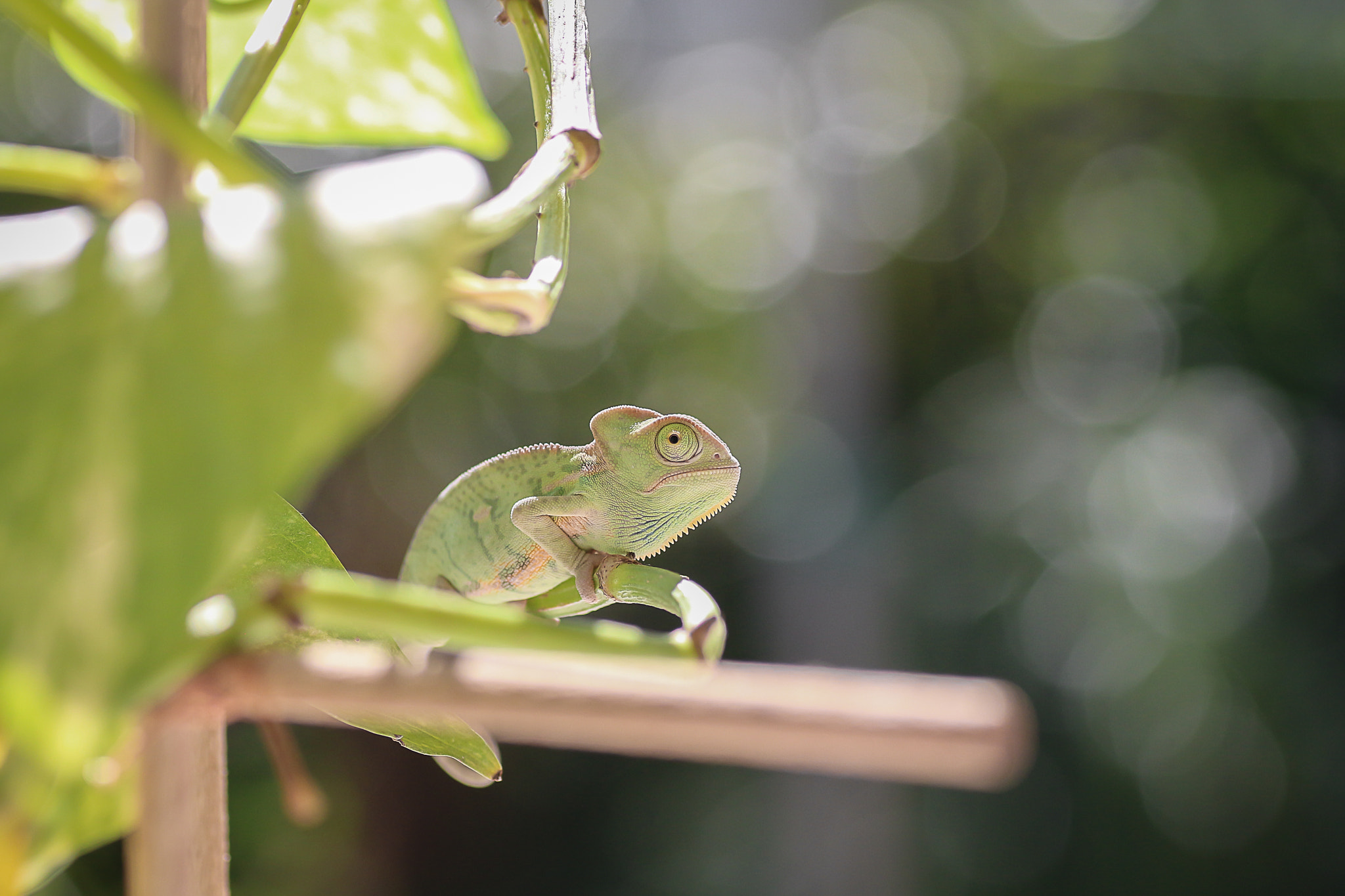 Canon EOS 650D (EOS Rebel T4i / EOS Kiss X6i) + Tamron SP AF 90mm F2.8 Di Macro sample photo. Catching the sun photography