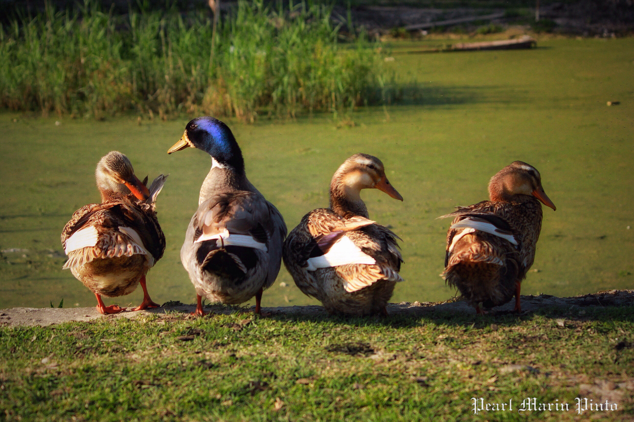 Canon EF-S 55-250mm F4-5.6 IS II sample photo. Duck tales photography
