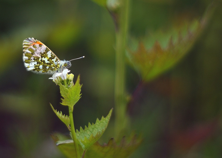 Sony Alpha DSLR-A200 + Minolta AF 50mm F1.7 sample photo. ... photography