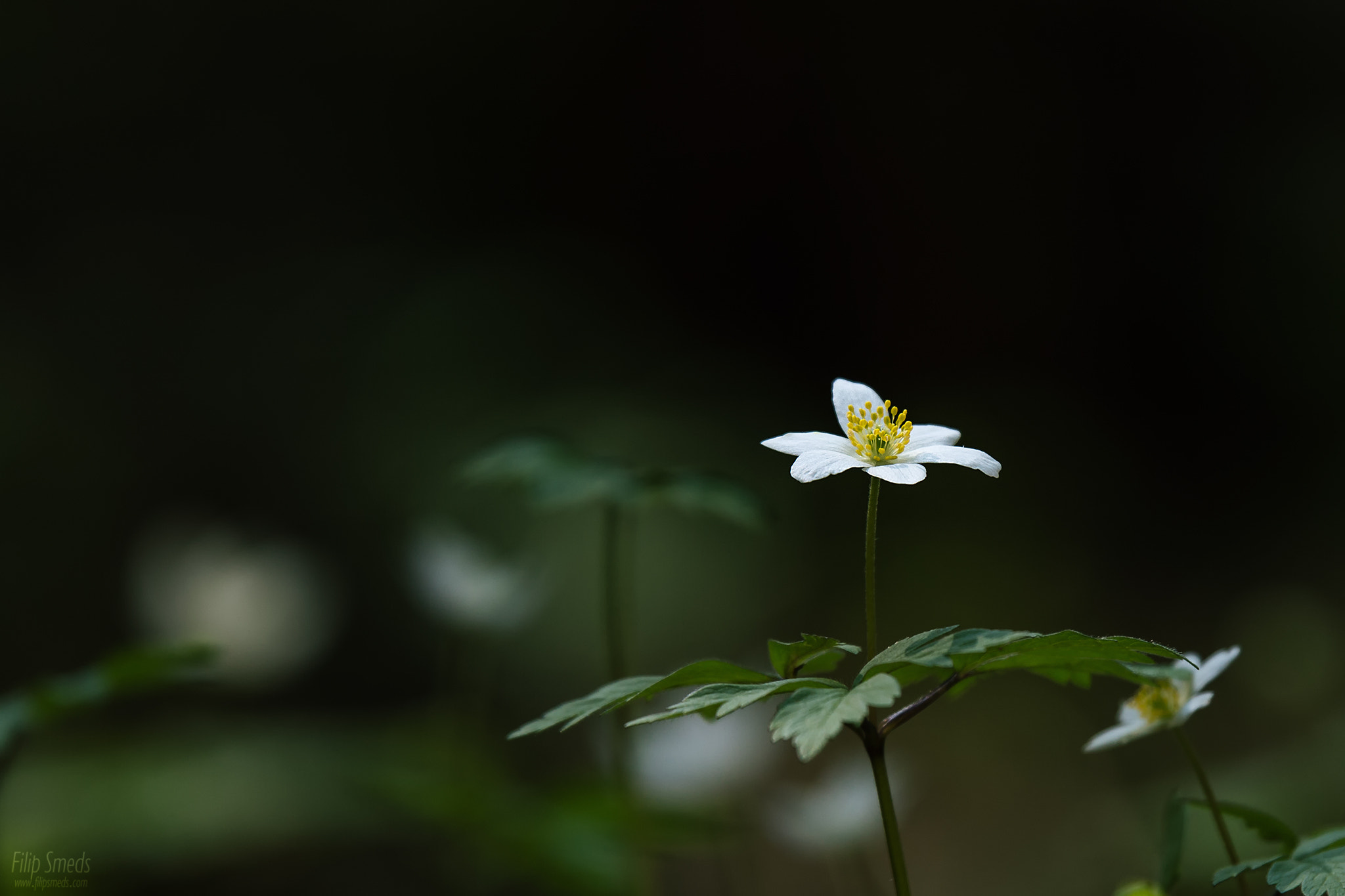 Nikon AF-S Nikkor 70-200mm F2.8G ED VR II sample photo. In the woods photography