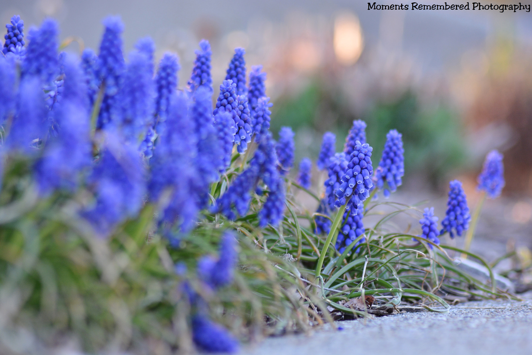 Nikon AF Nikkor 70-300mm F4-5.6G sample photo. Grape hyacinths photography