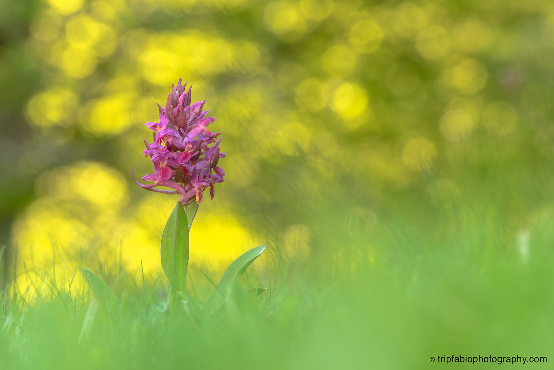 Nikon D750 + Nikon AF Micro-Nikkor 200mm F4D ED-IF sample photo. Dactylorhiza sambucina photography