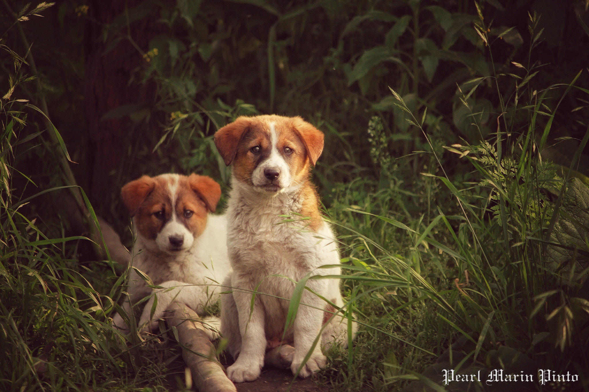 Canon EF-S 55-250mm F4-5.6 IS II sample photo. Puppies photography