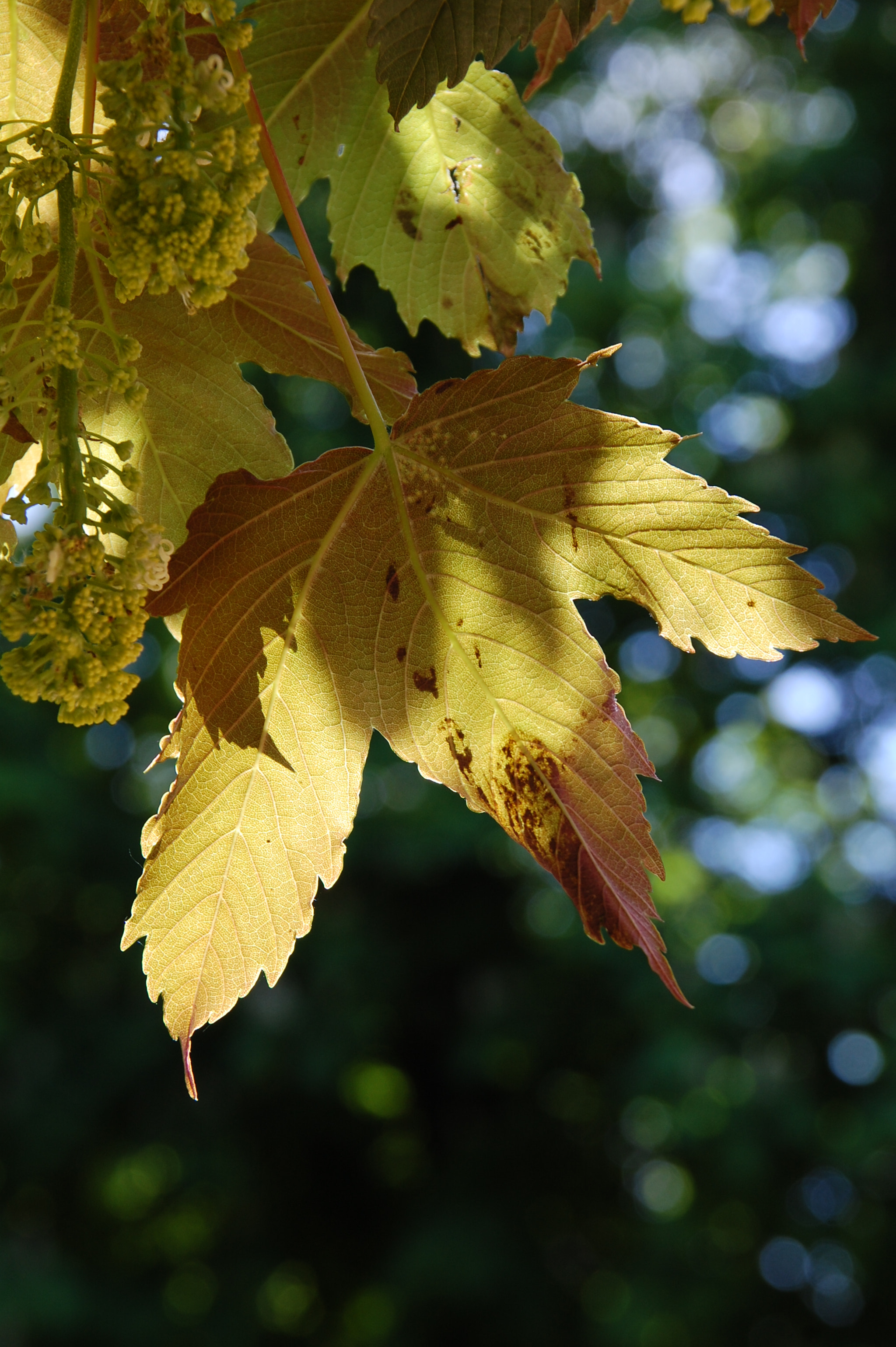 Nikon D40 + Sigma 18-200mm F3.5-6.3 DC sample photo. Game of light photography