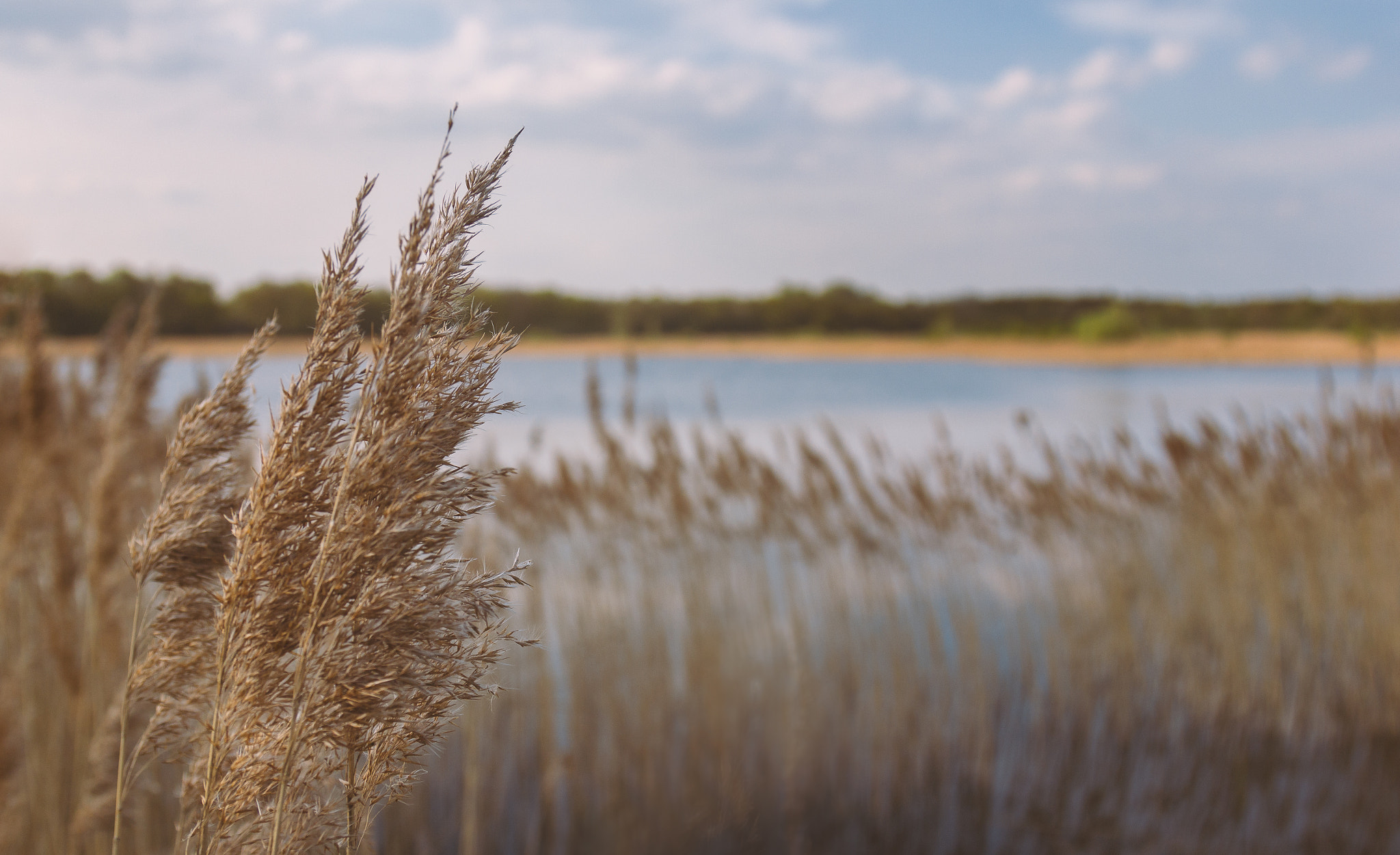 Canon EOS 550D (EOS Rebel T2i / EOS Kiss X4) sample photo. Reeds photography