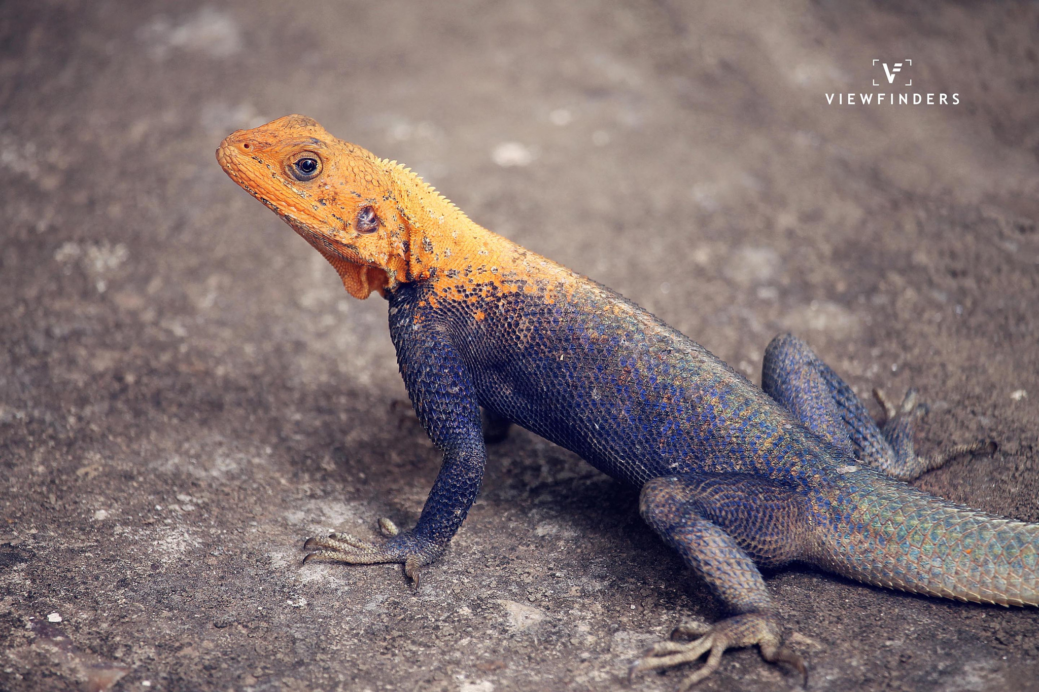 Canon EF-S 55-250mm F4-5.6 IS STM sample photo. Mr agama photography