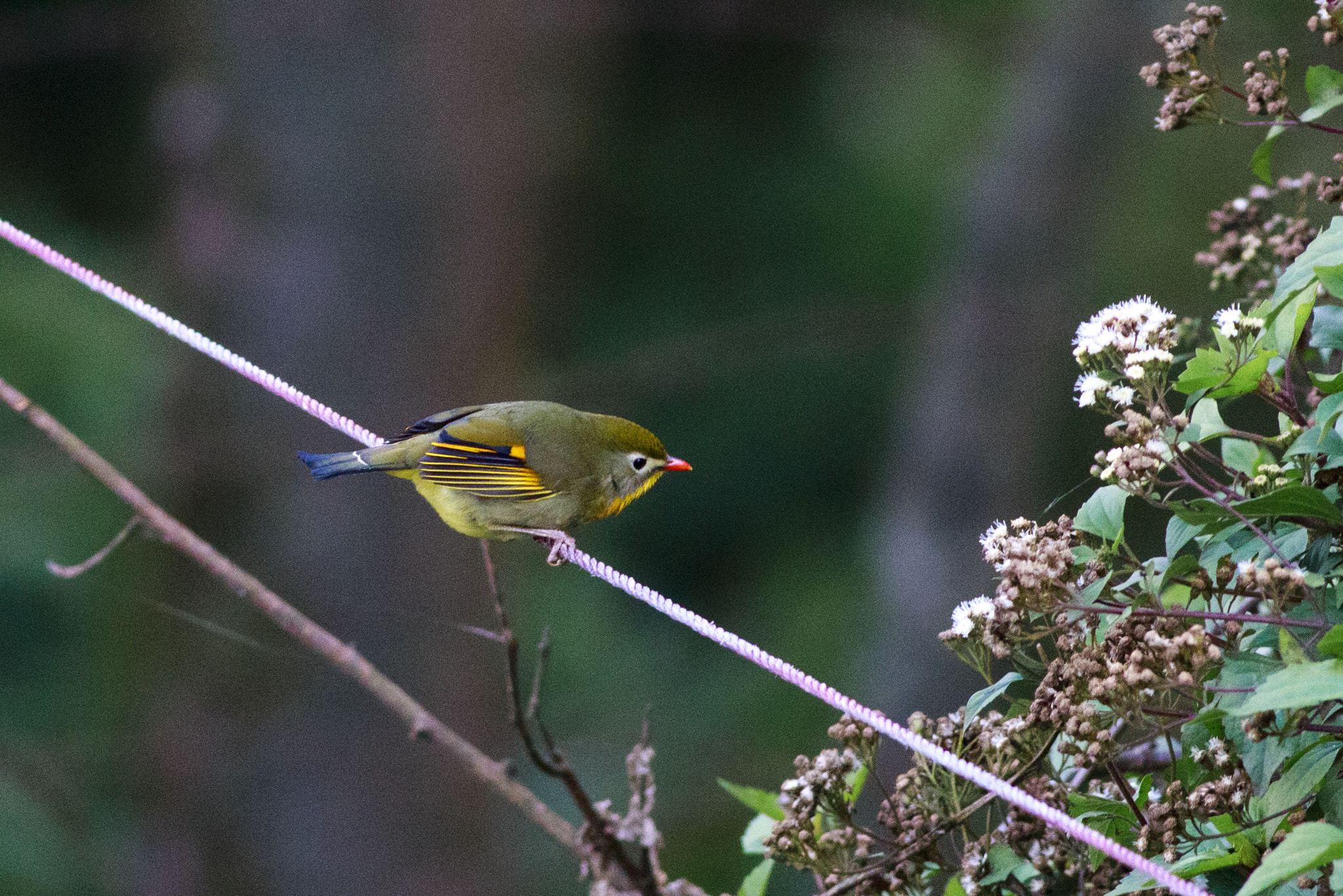 Canon EOS 700D (EOS Rebel T5i / EOS Kiss X7i) + Canon EF 400mm F5.6L USM sample photo. Red billed leiothrix photography