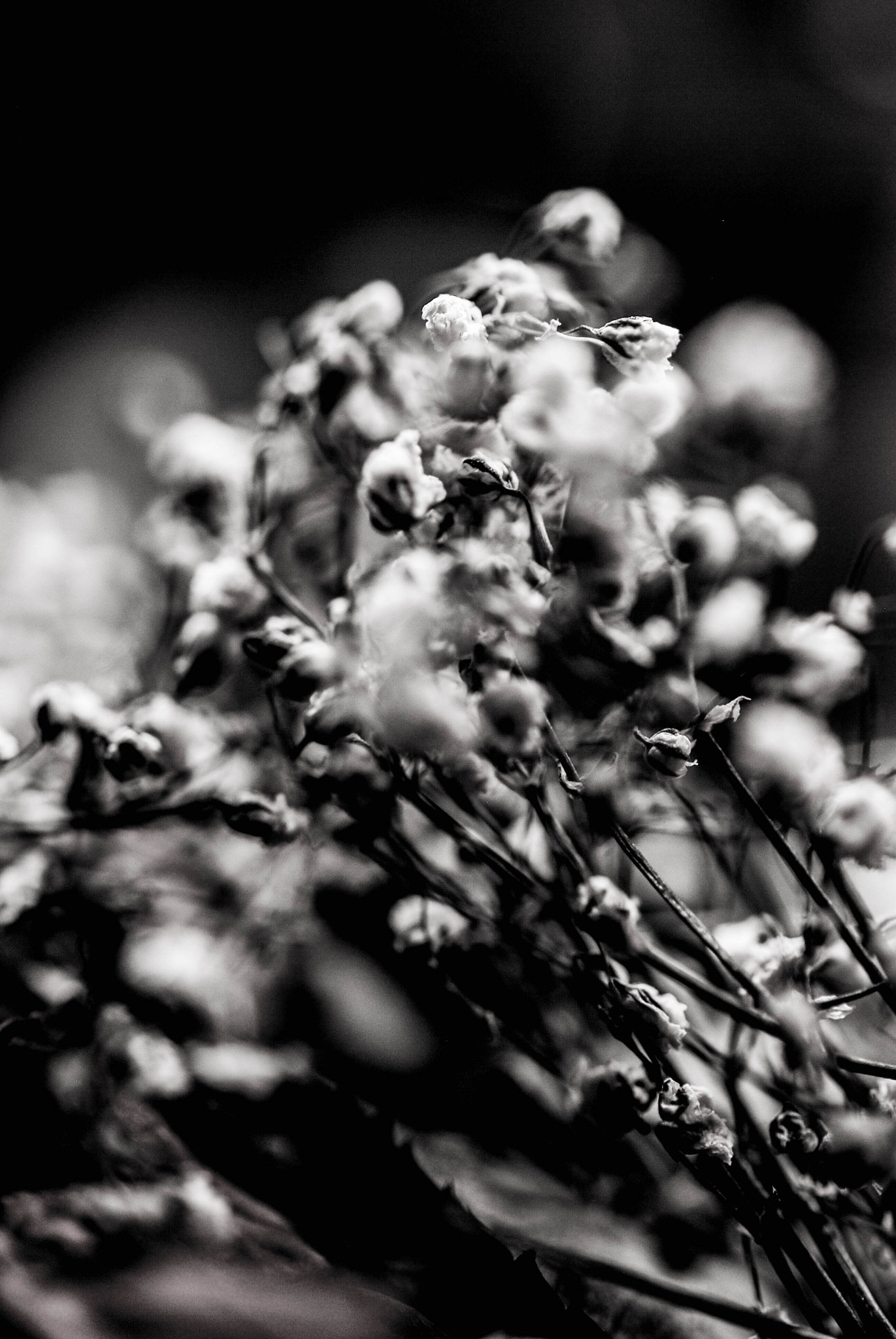 Nikon AF-S Micro-Nikkor 60mm F2.8G ED sample photo. Black shadows photography