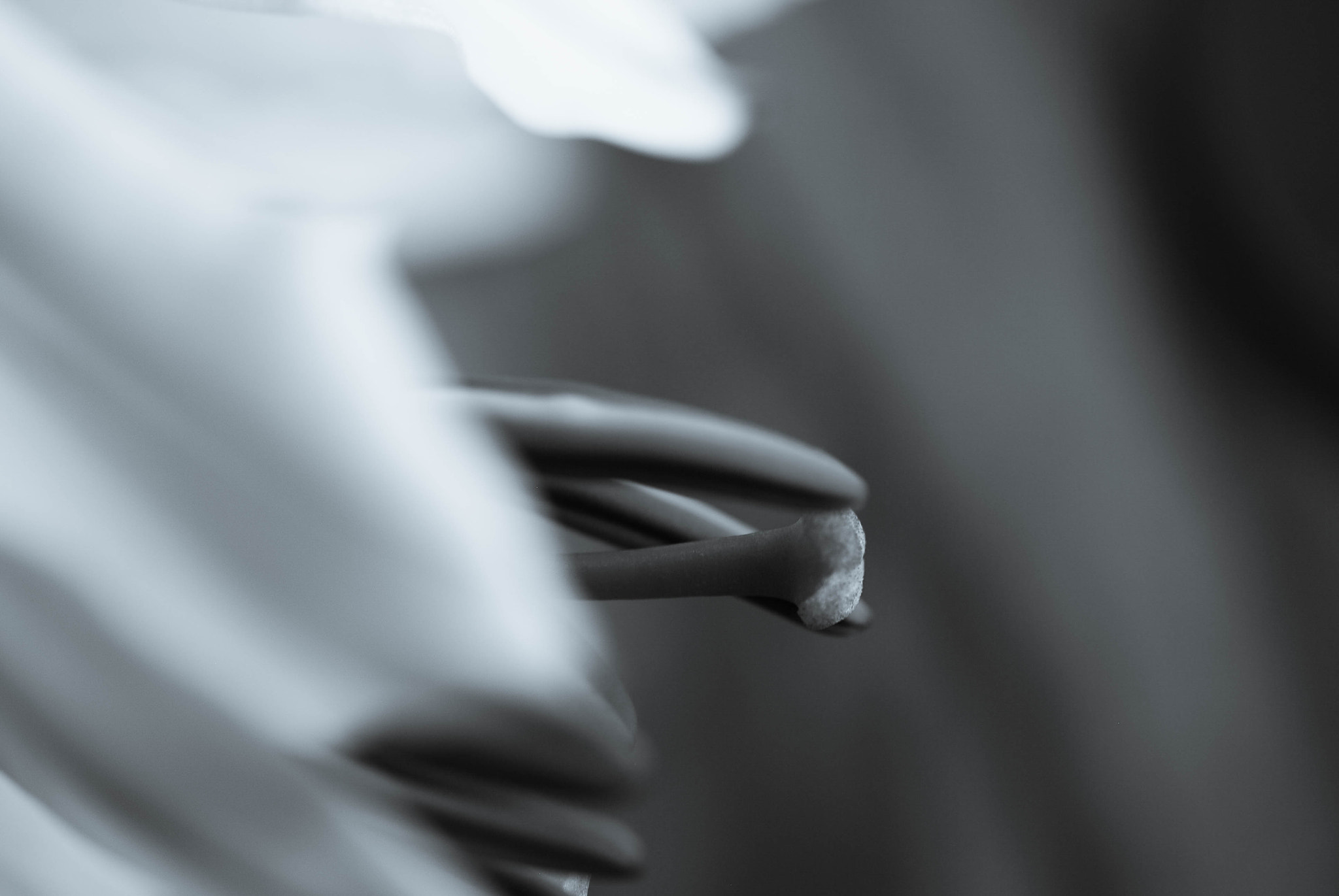 Nikon AF-S Micro-Nikkor 60mm F2.8G ED sample photo. Disappear photography