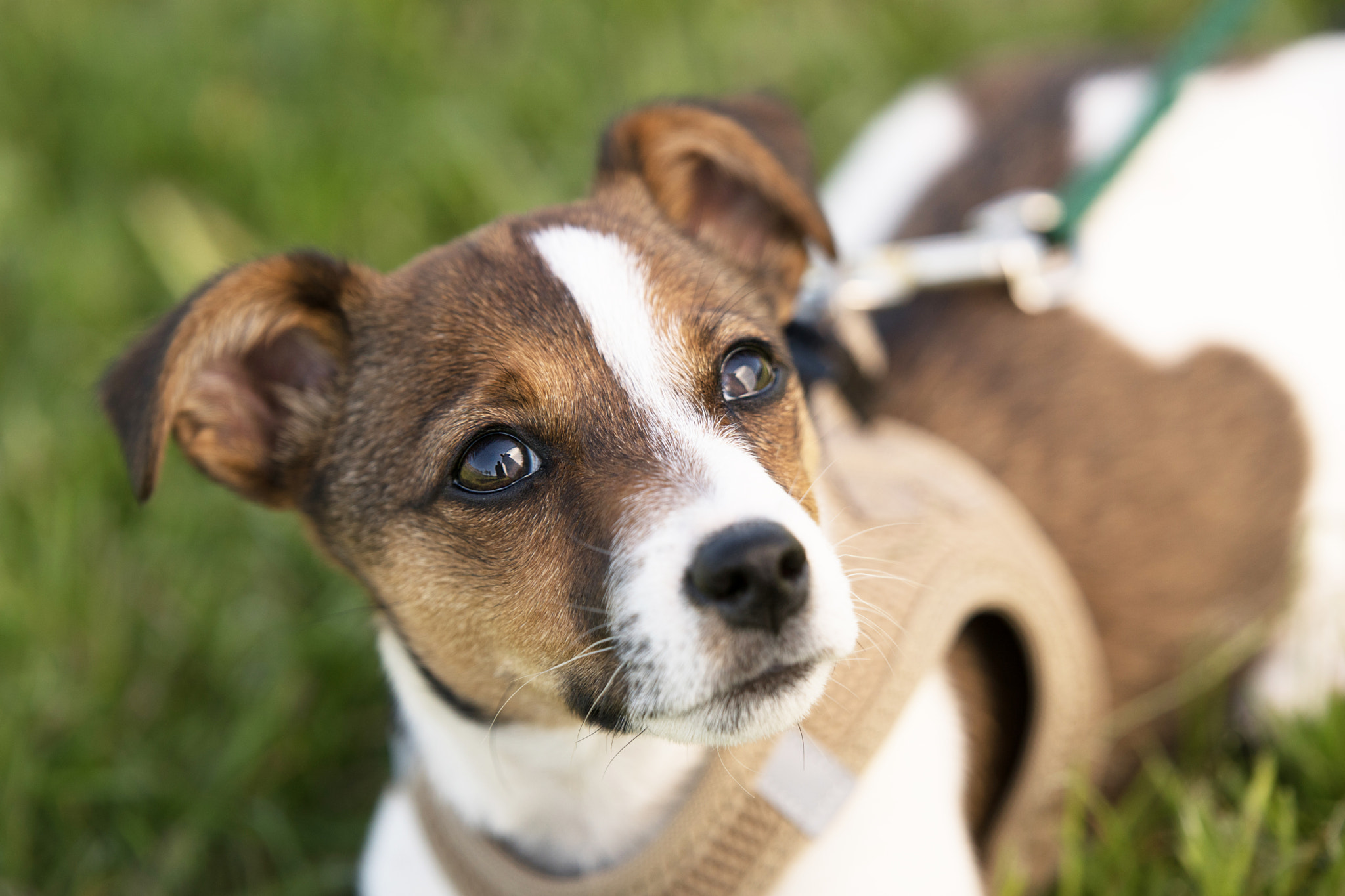 Sony ILCA-77M2 + Tamron SP 70-200mm F2.8 Di VC USD sample photo. Jack russel welpe photography