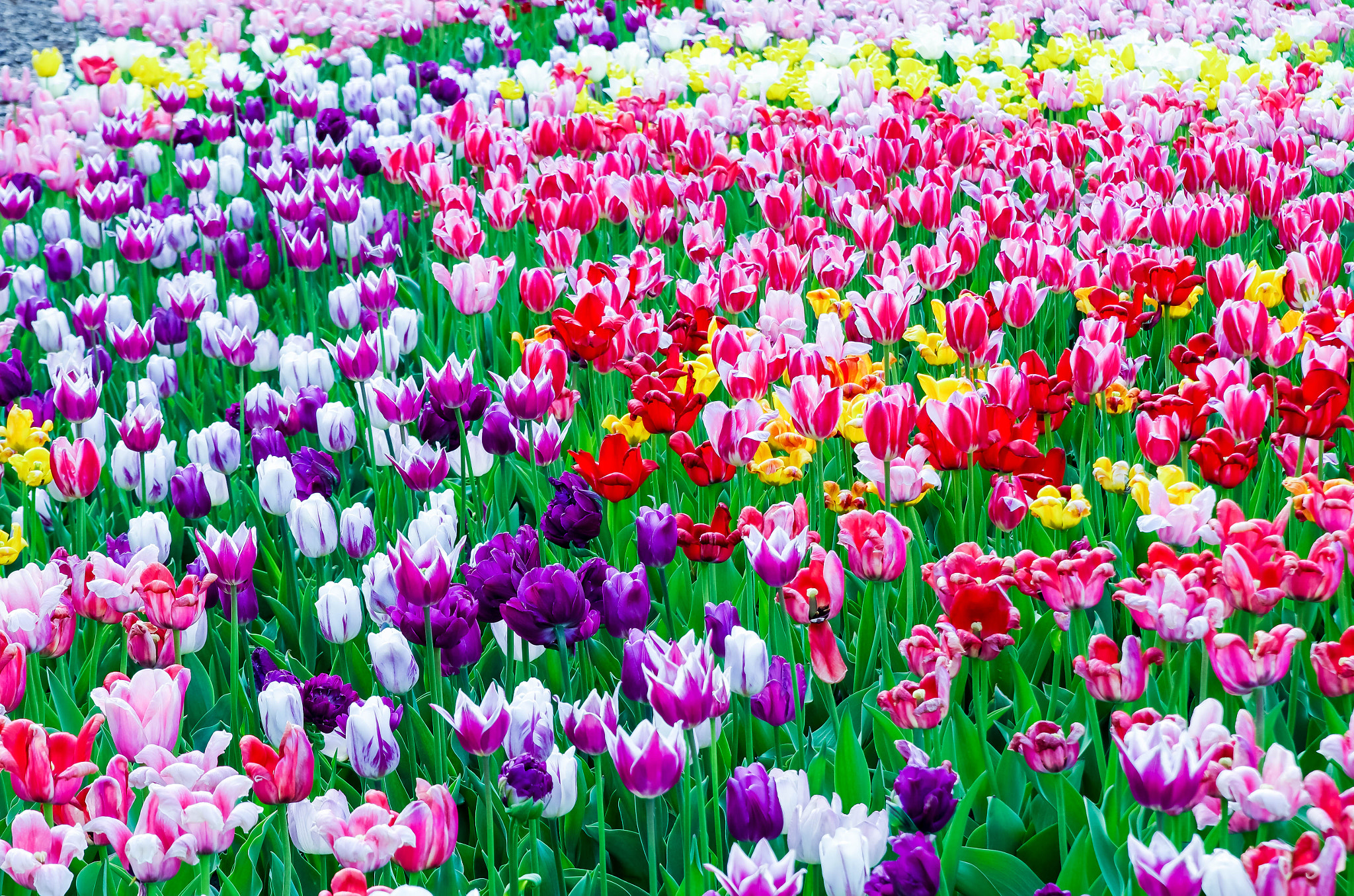 Tamron AF 28-75mm F2.8 XR Di LD Aspherical (IF) sample photo. Beauty of spring photography