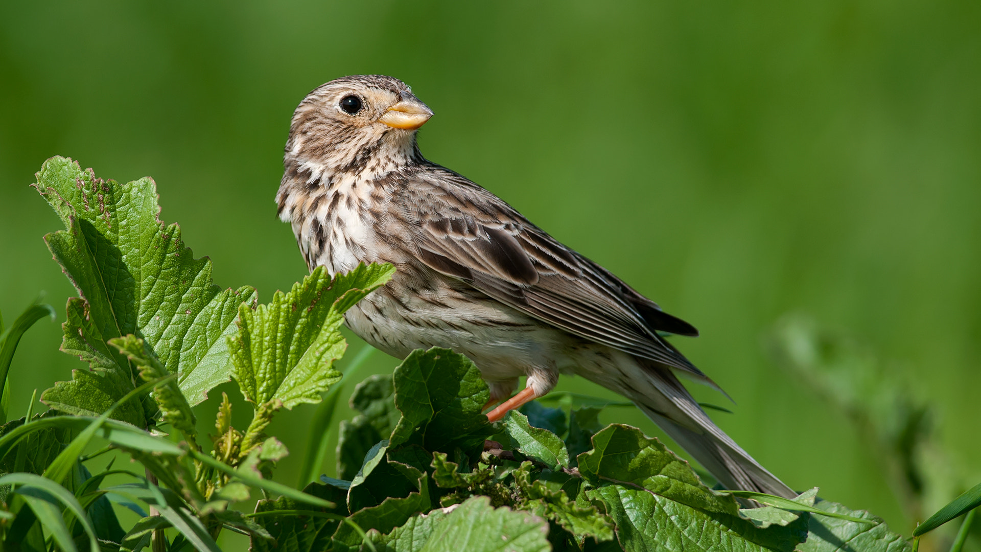 Nikon D300S + Nikon AF-S Nikkor 300mm F4D ED-IF sample photo. Corn bunting, emberiza calandra photography