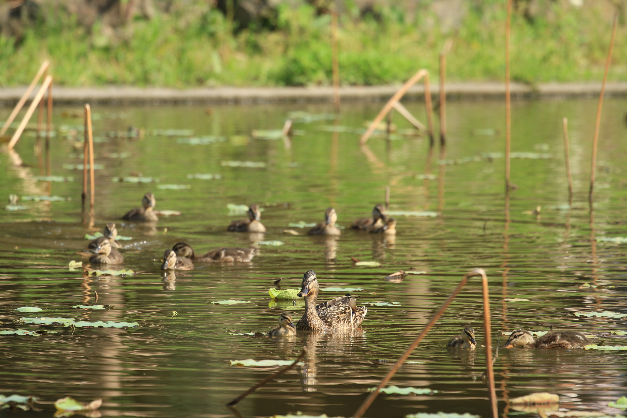 Canon EF 100-400mm F4.5-5.6L IS II USM sample photo. Grey duck  カモ、子だくさん～♪ photography