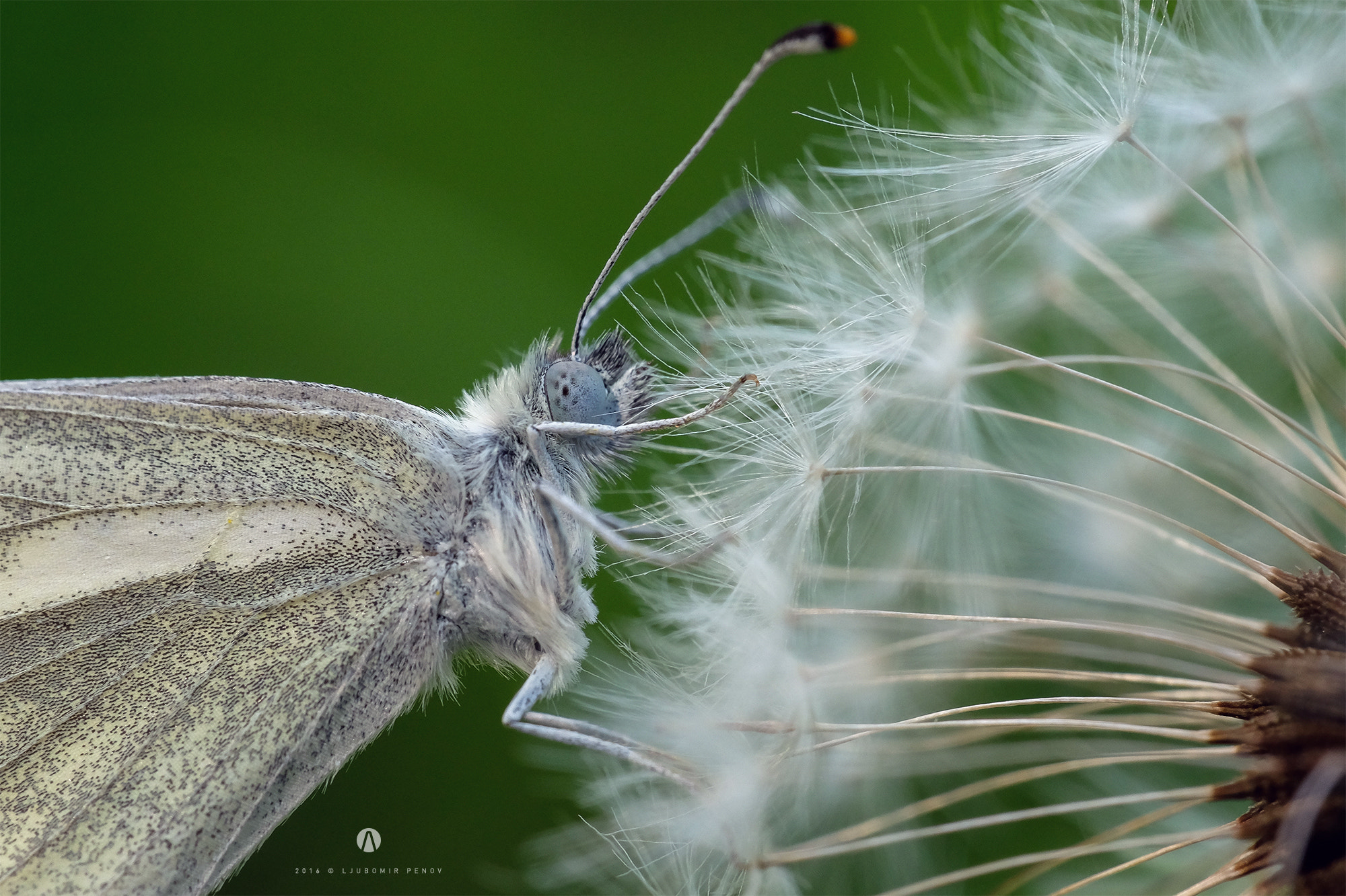 Fujifilm X-T1 + ZEISS Touit 50mm F2.8 sample photo. White butterfly 2 photography