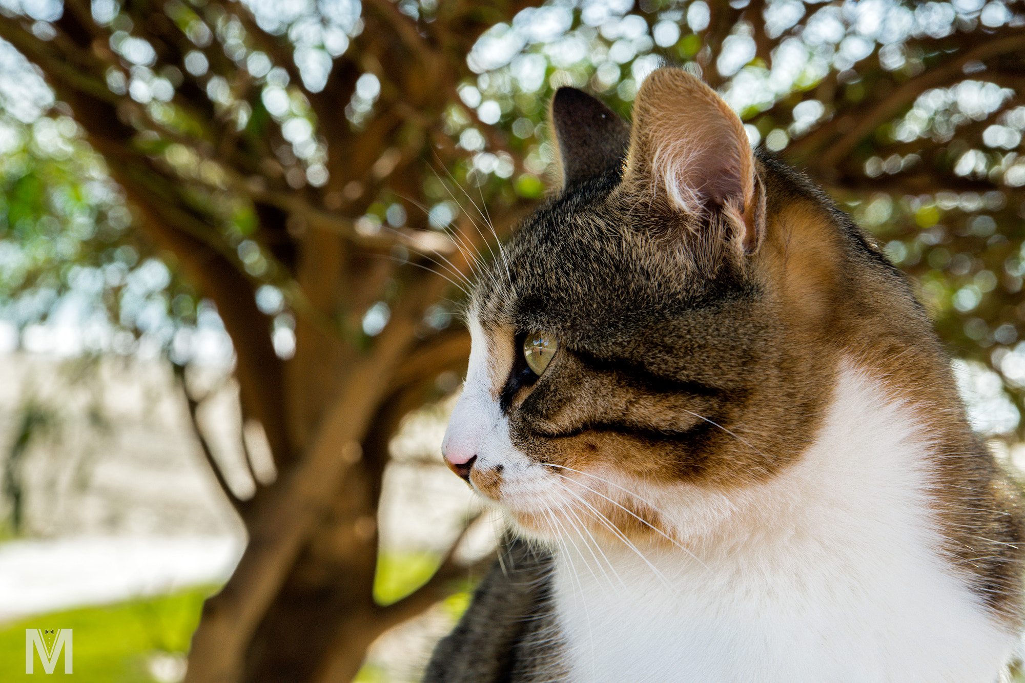 Sony a99 II sample photo. Caturday. in shadow. photography