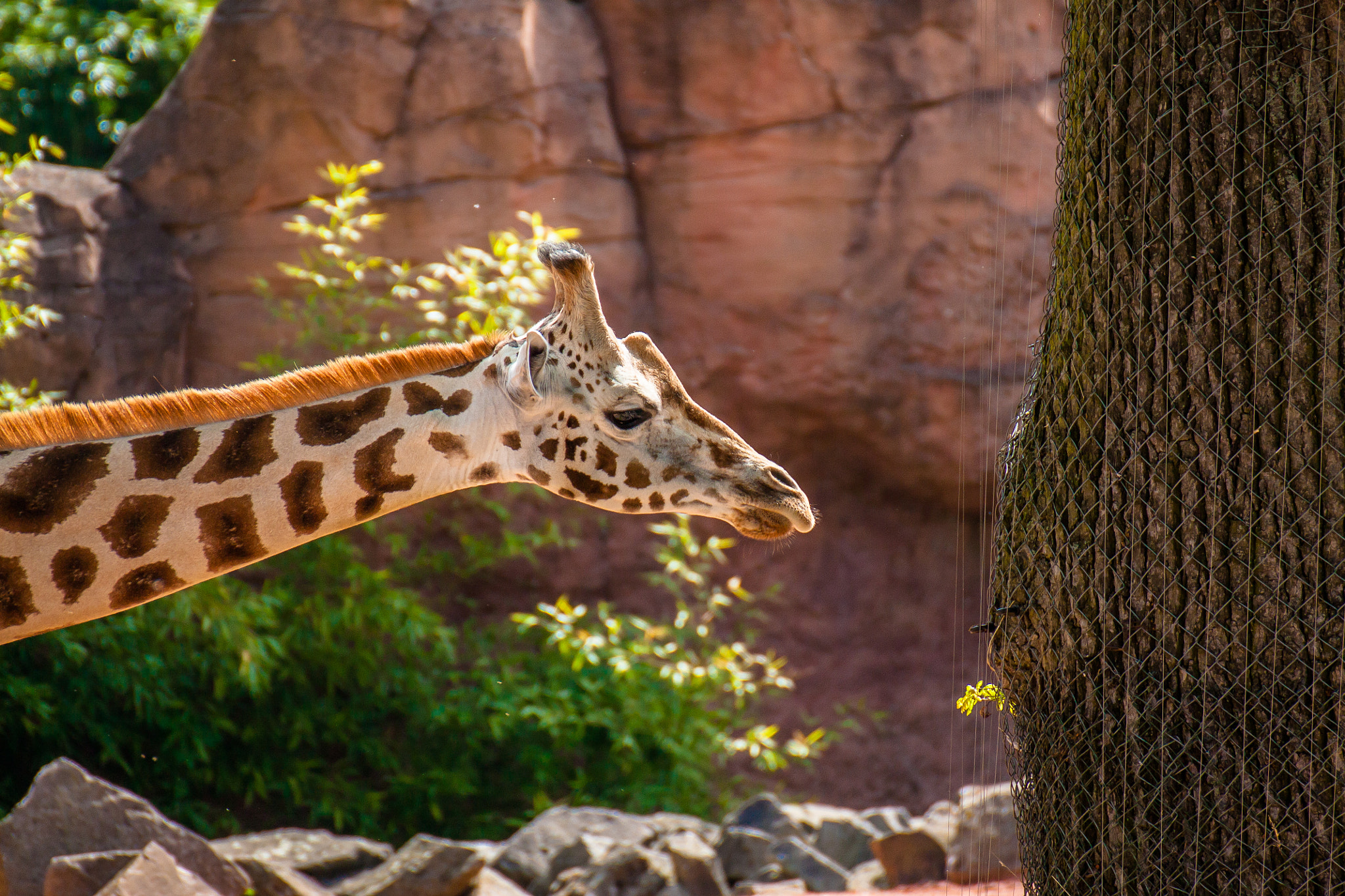 Canon EOS 450D (EOS Rebel XSi / EOS Kiss X2) sample photo. Giraffe and sprout photography