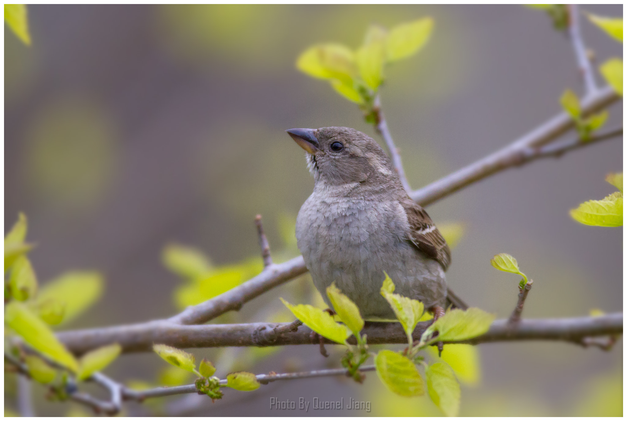Canon EOS 7D + Canon EF 600mm f/4L IS sample photo. Sparrow photography