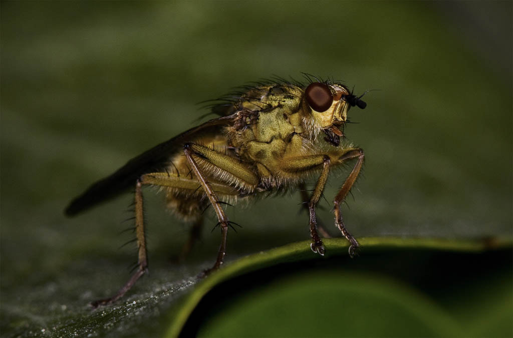 Sigma APO Macro 150mm f/2.8 EX DG HSM sample photo. Fly photography