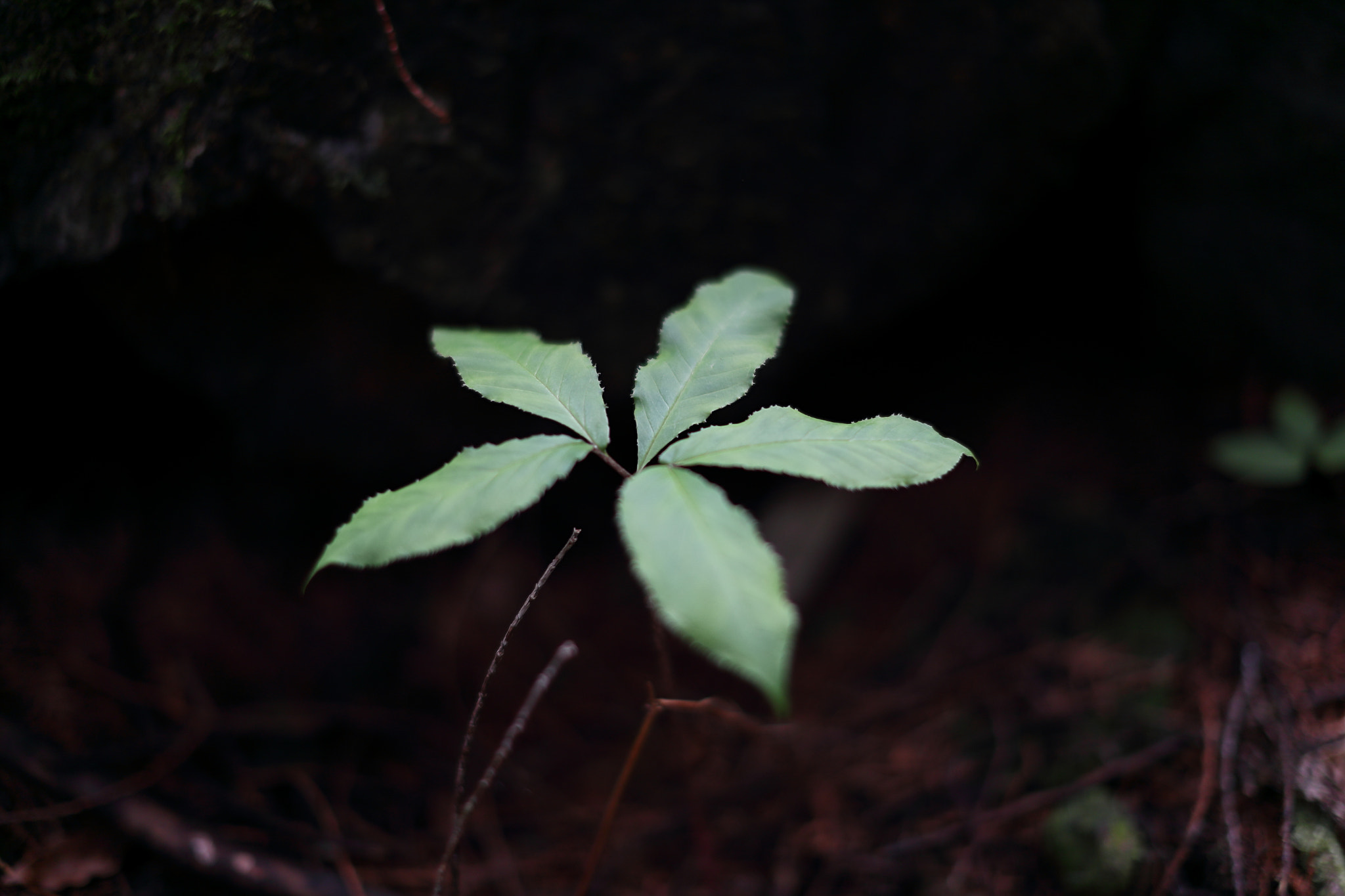 Canon EF 50mm F1.2L USM sample photo. Green photography