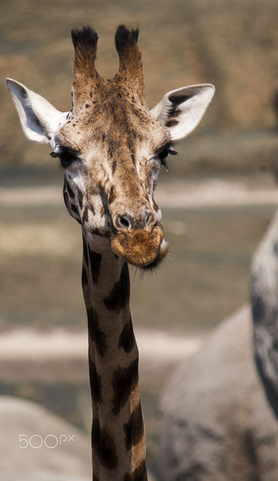 Pentax K100D sample photo. Giraffe photography