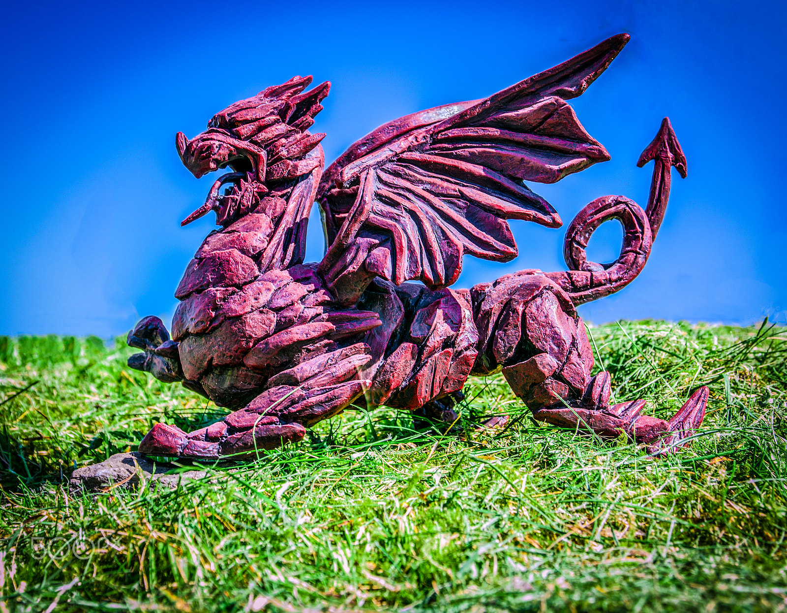 Sigma 17-70mm F2.8-4 DC Macro OS HSM sample photo. Ddraig goch photography