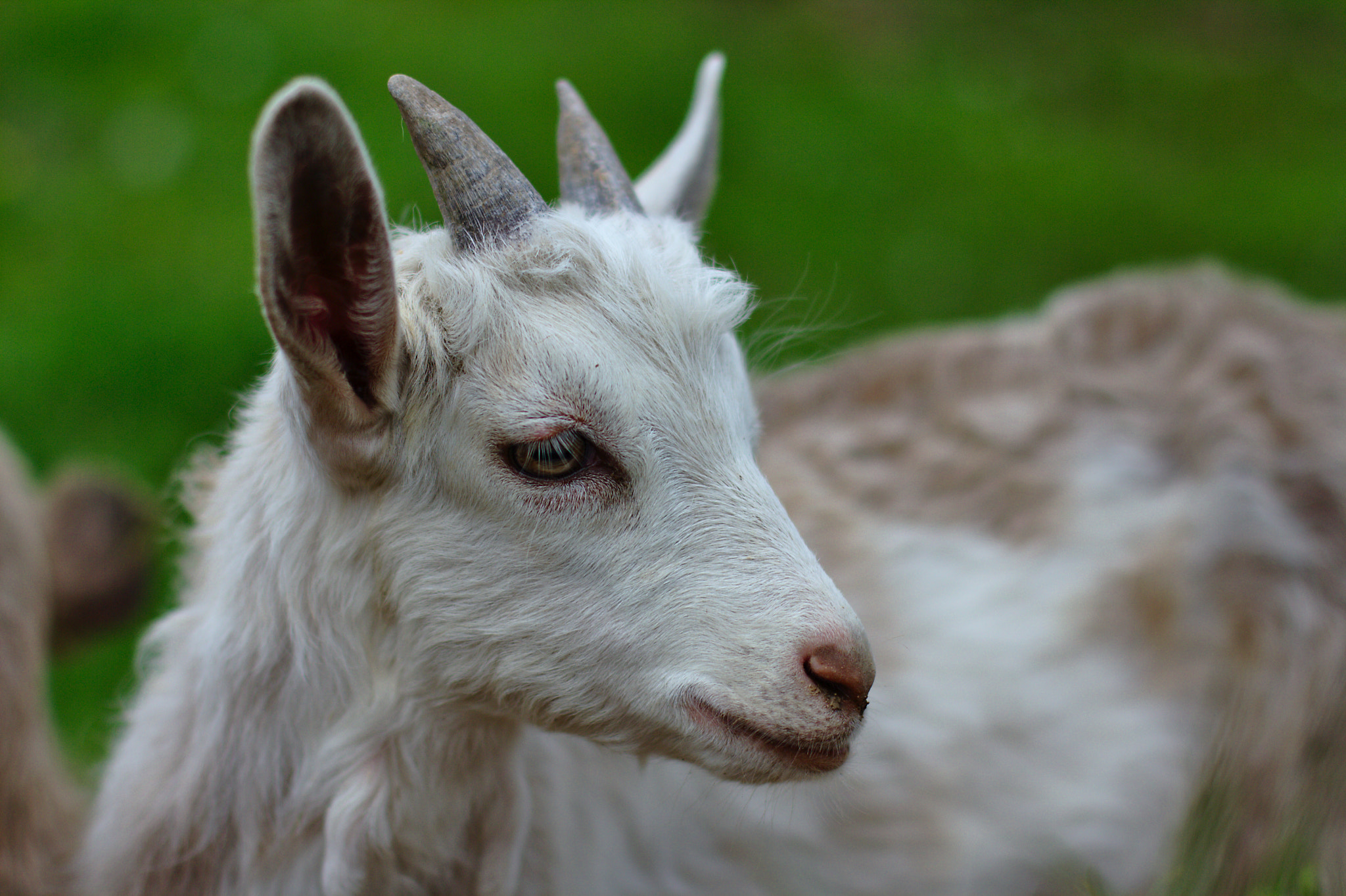 Canon EOS 1000D (EOS Digital Rebel XS / EOS Kiss F) + Canon EF 50mm F1.4 USM sample photo. Cute goat photography