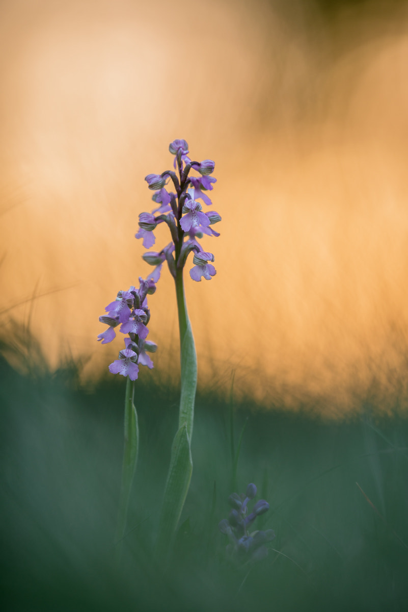 Nikon D800 + Nikon AF-S Nikkor 200mm F2G ED-IF VR sample photo. - anacamptis morio - photography